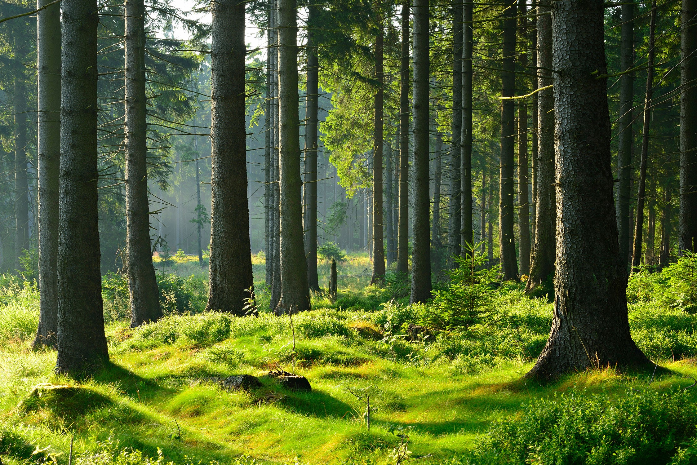 sonniger Tag im Wald, Glasbild