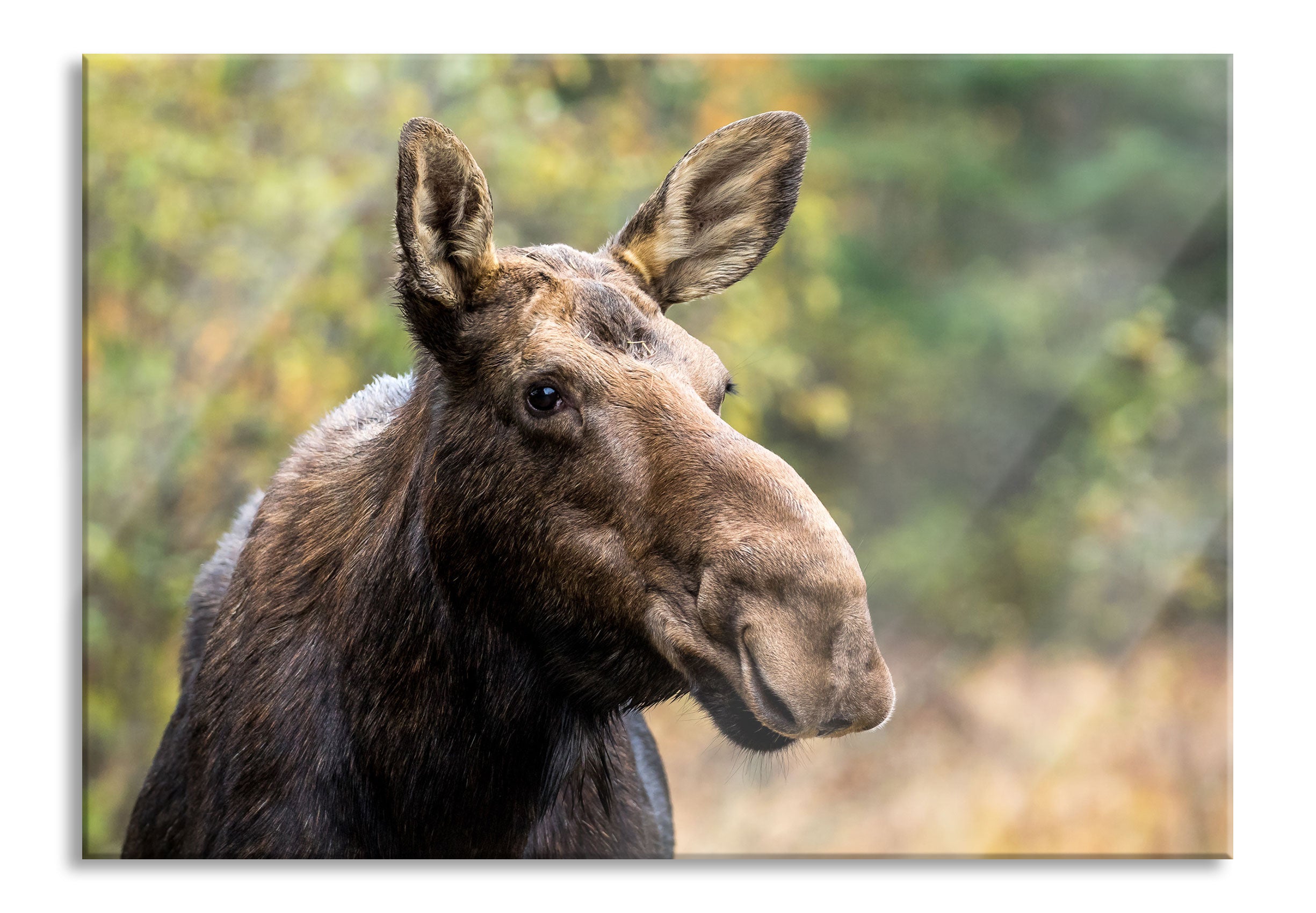 Elch im Wald, Glasbild