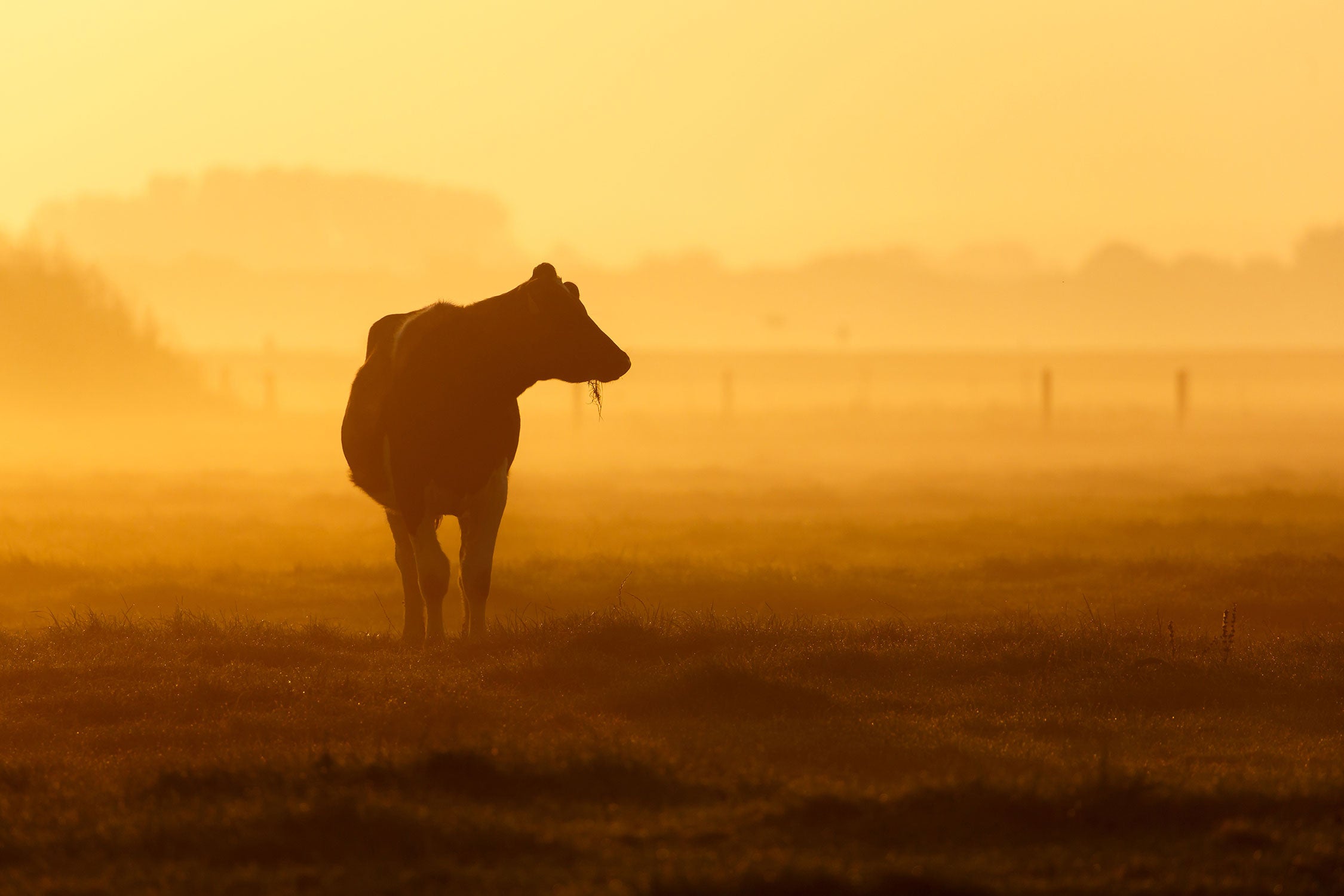 eine fressende Kuh auf der Weide, Glasbild