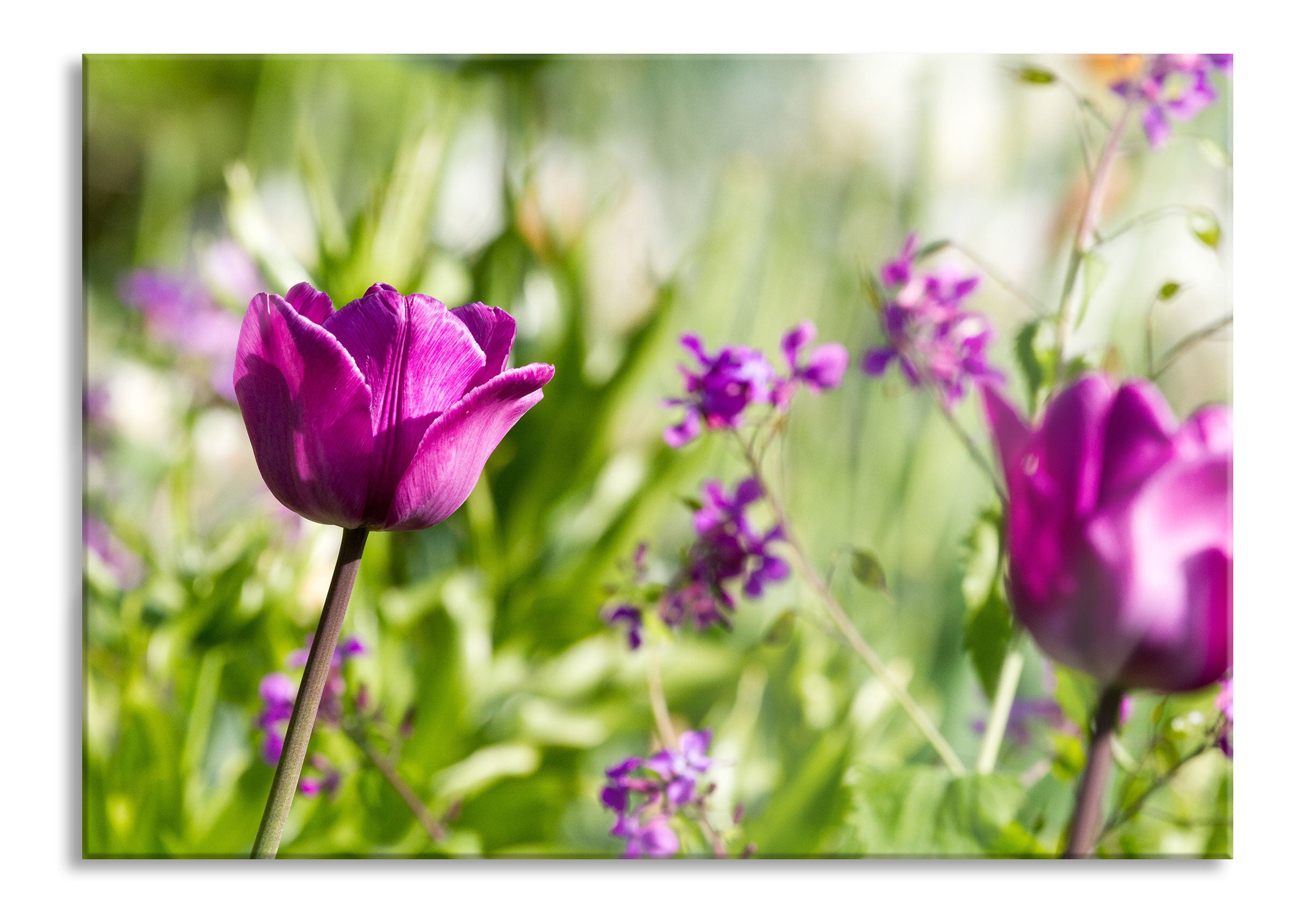 Blumen im Sonnenschein, Glasbild