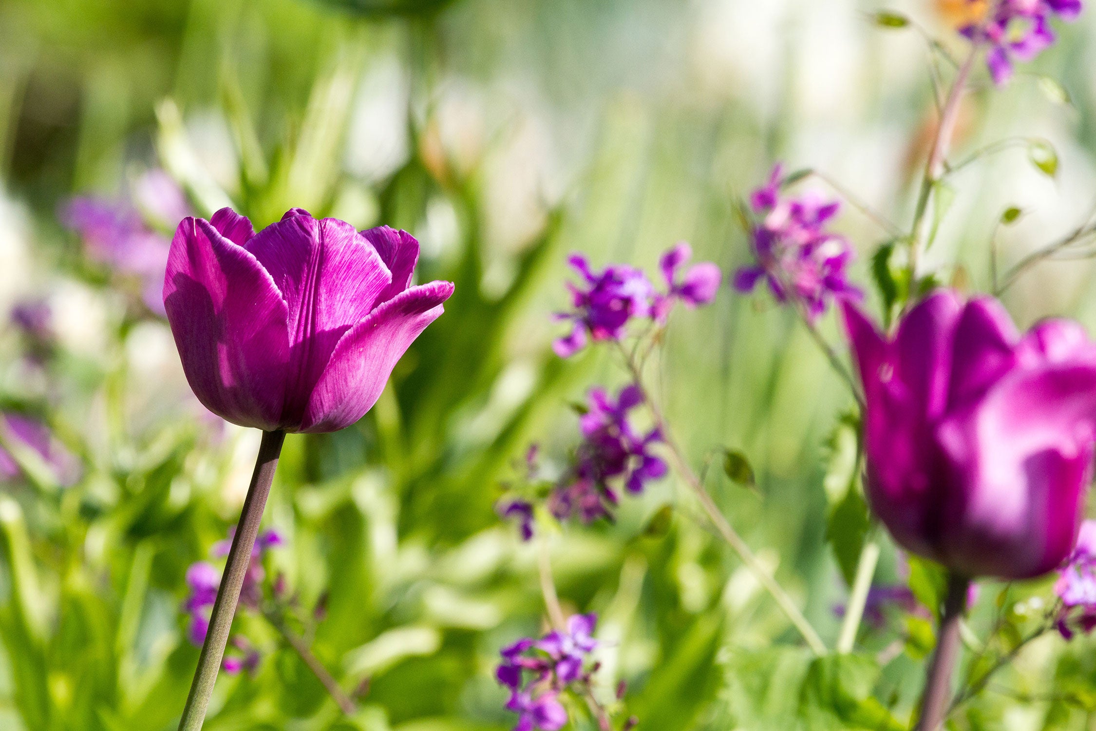 Blumen im Sonnenschein, Glasbild