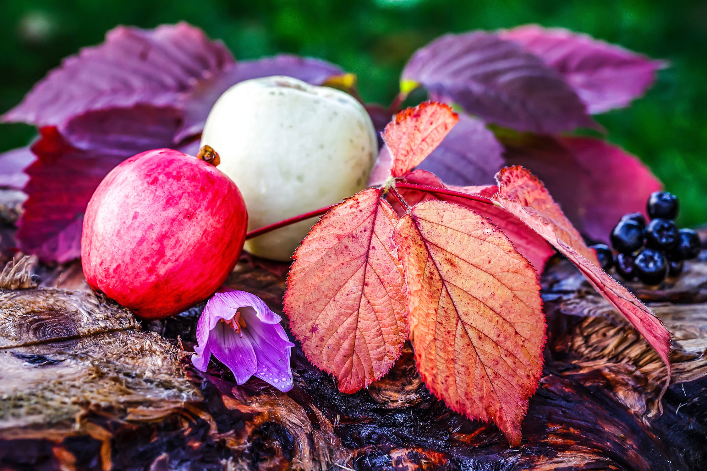 Äpfel und Blätter im Herbst, Glasbild