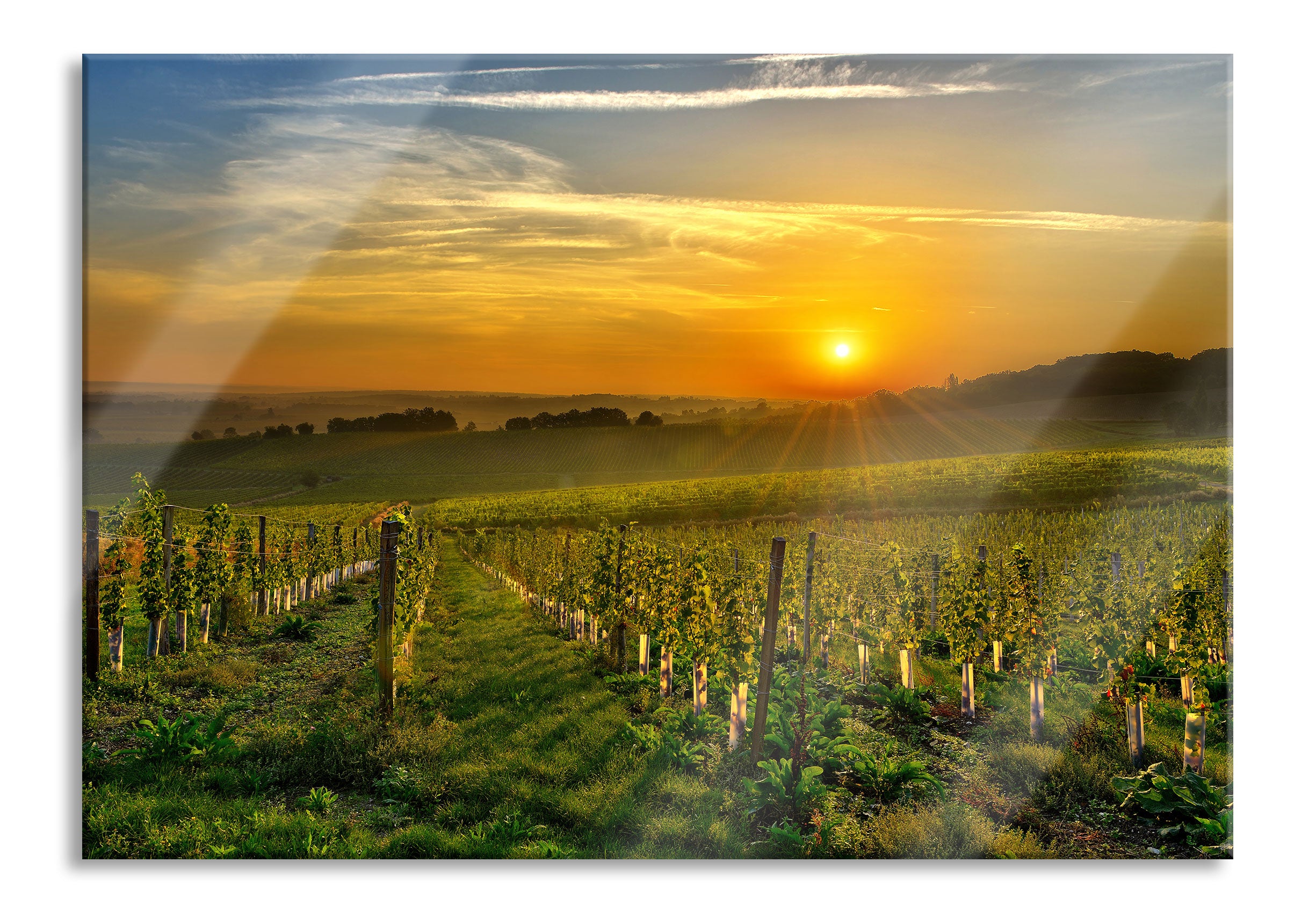 Weinberg in Bergerac Frankreich, Glasbild