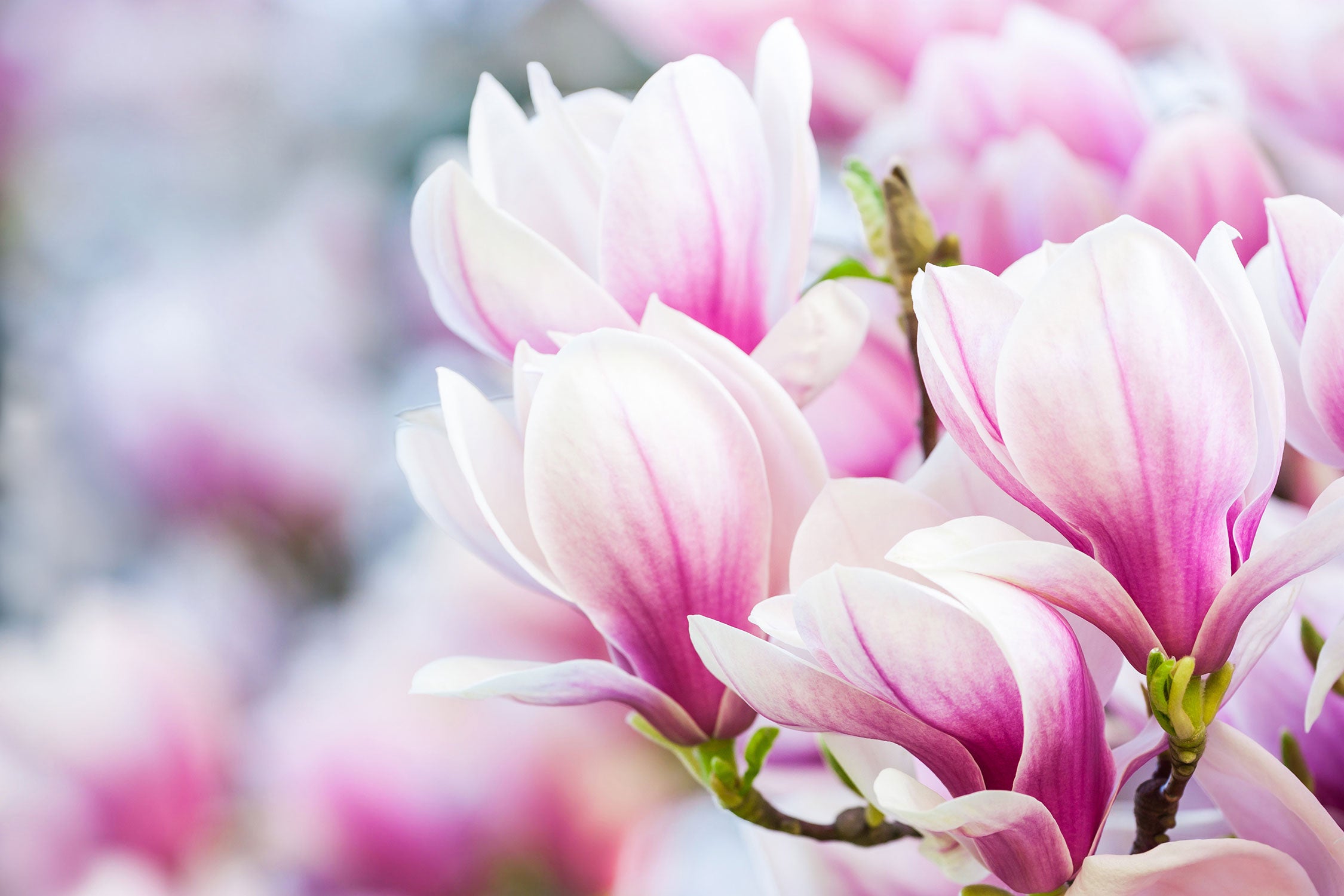 zarte rosa farbende Blüten, Glasbild