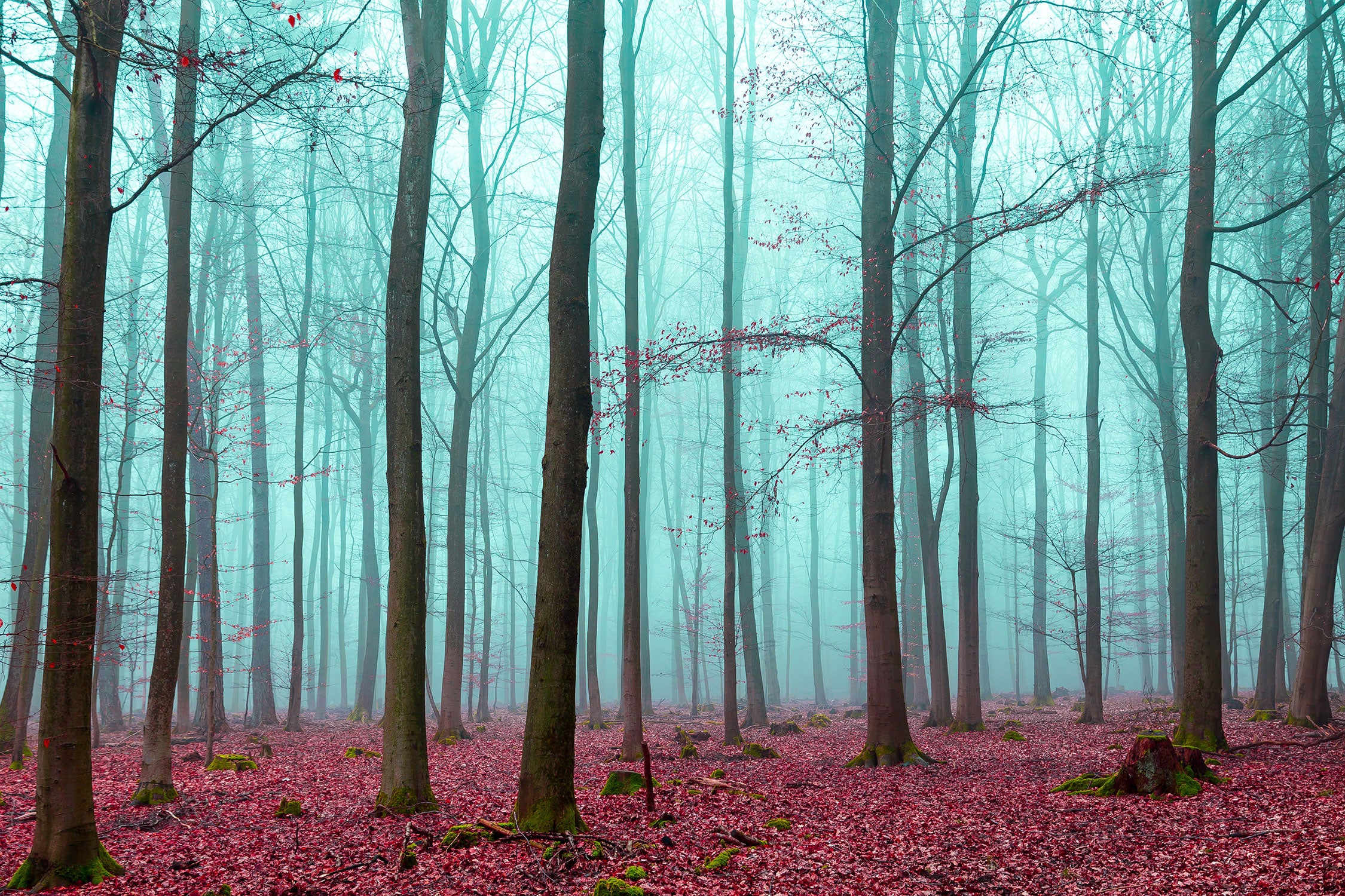 abstrakter Wald, Glasbild