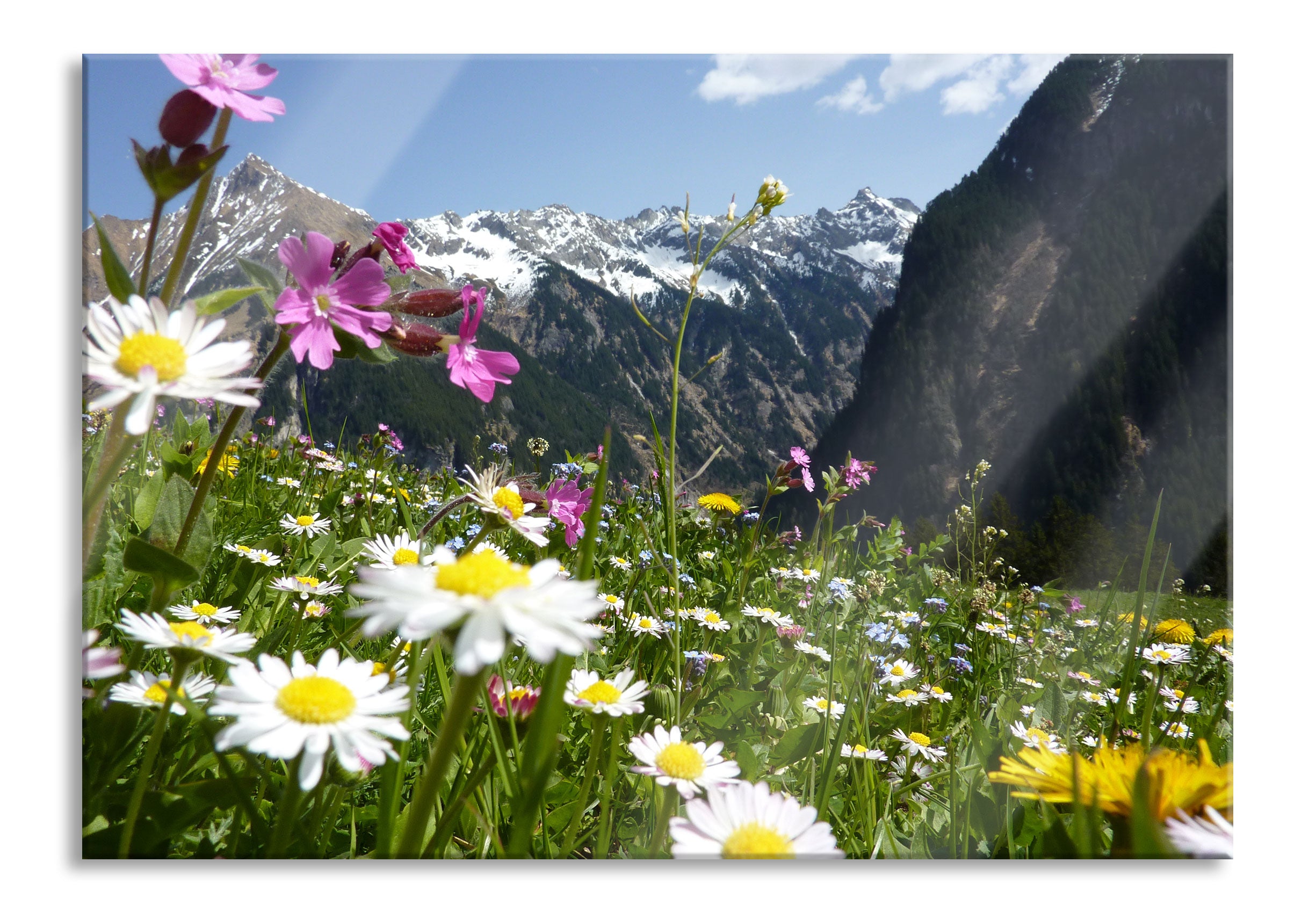 Wunderschöne Blumen Alpenwiese, Glasbild