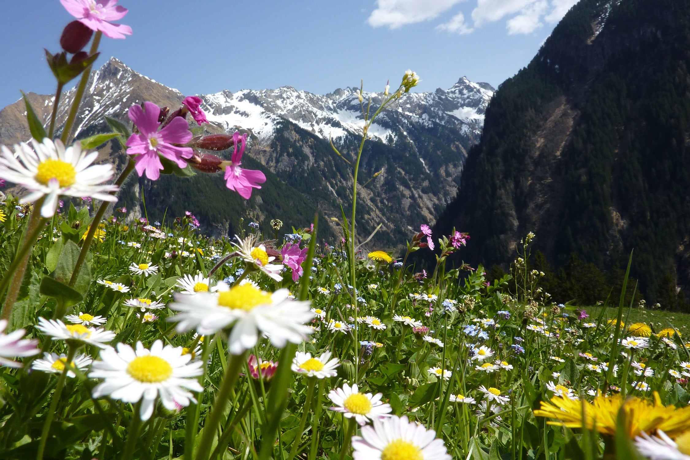 Wunderschöne Blumen Alpenwiese, Glasbild