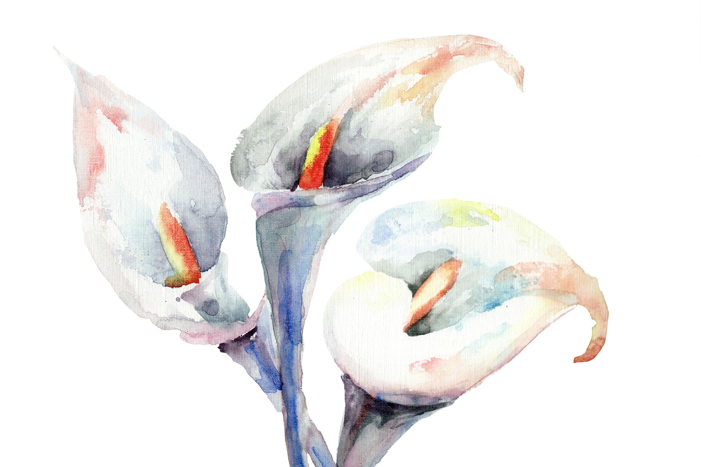 Aquarell Blüten Callas Kunst, Glasbild