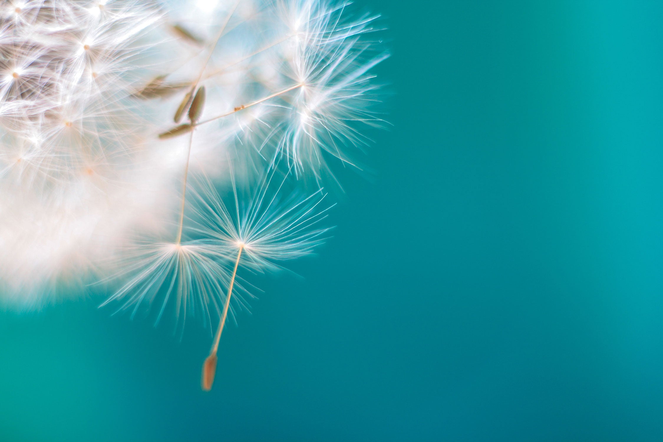 Wunderschöne Pusteblume, Glasbild