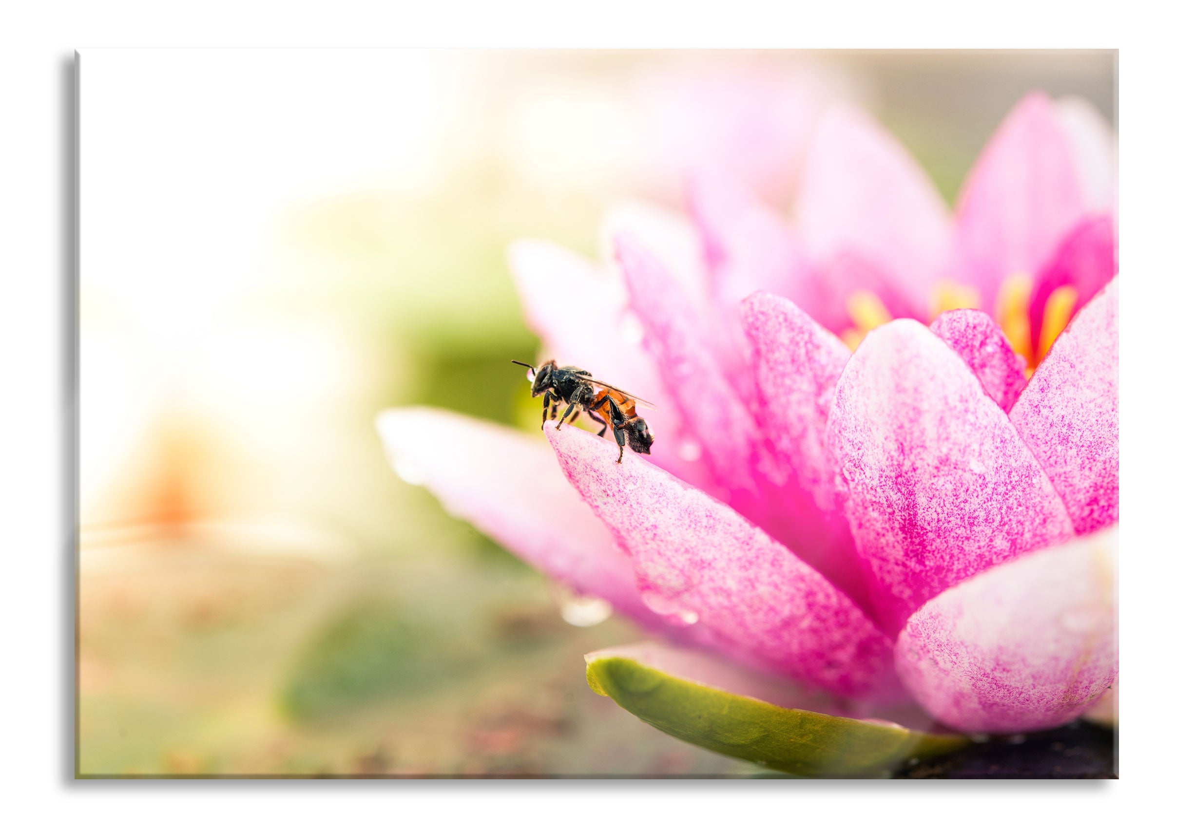 Winziges Biene auf Seerosenblüte, Glasbild