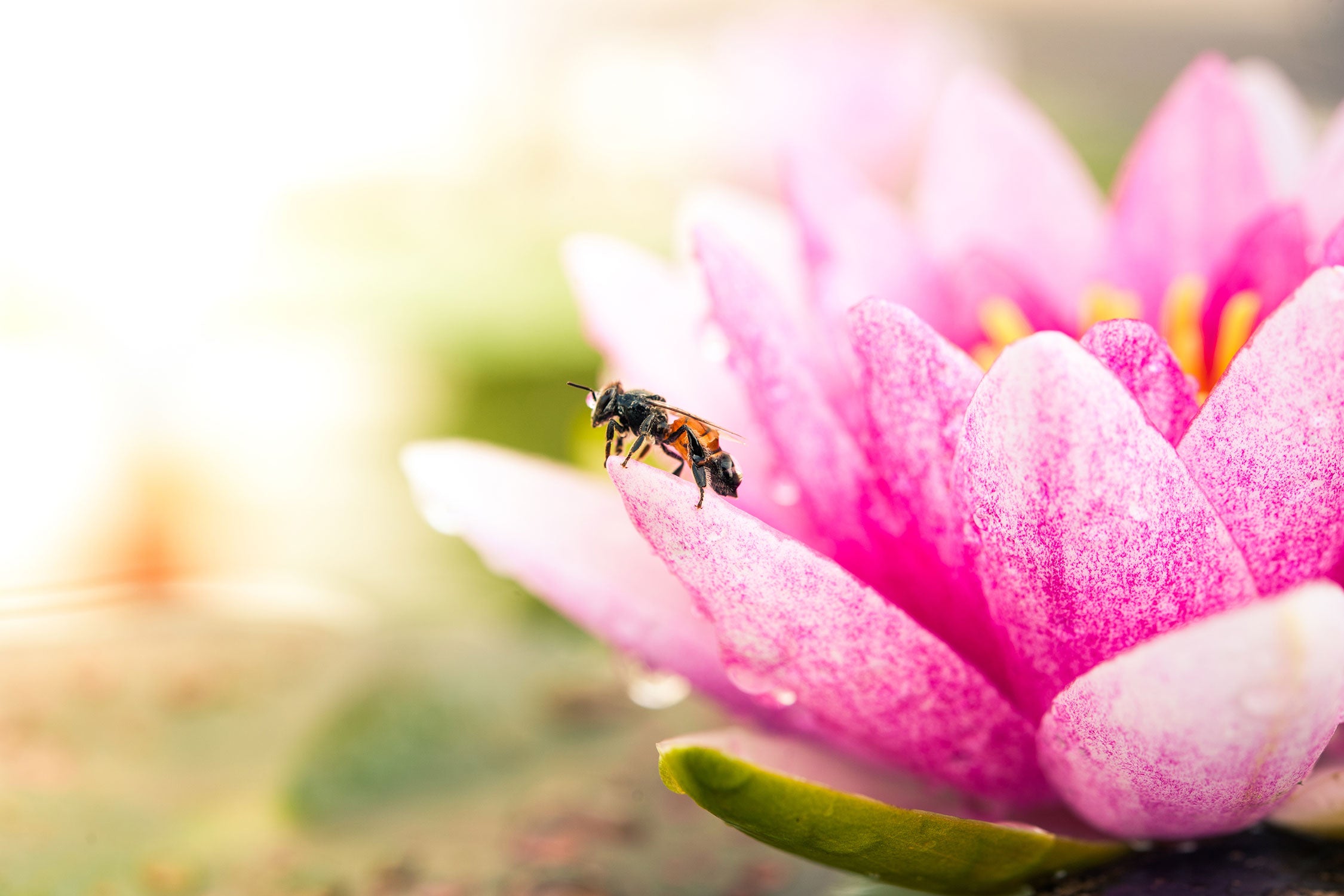 Winziges Biene auf Seerosenblüte, Glasbild