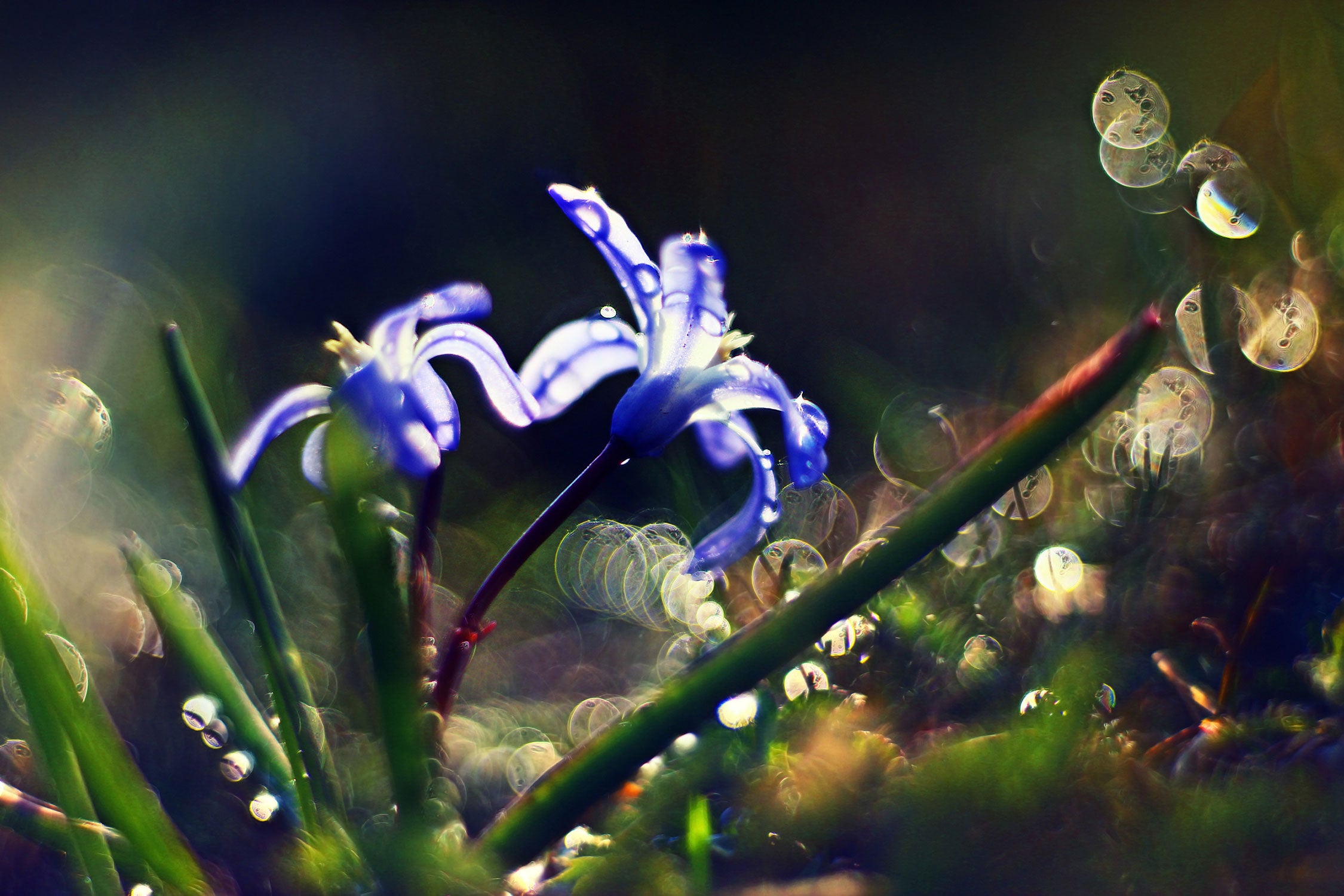 Wiesenblumen Morgen, Glasbild