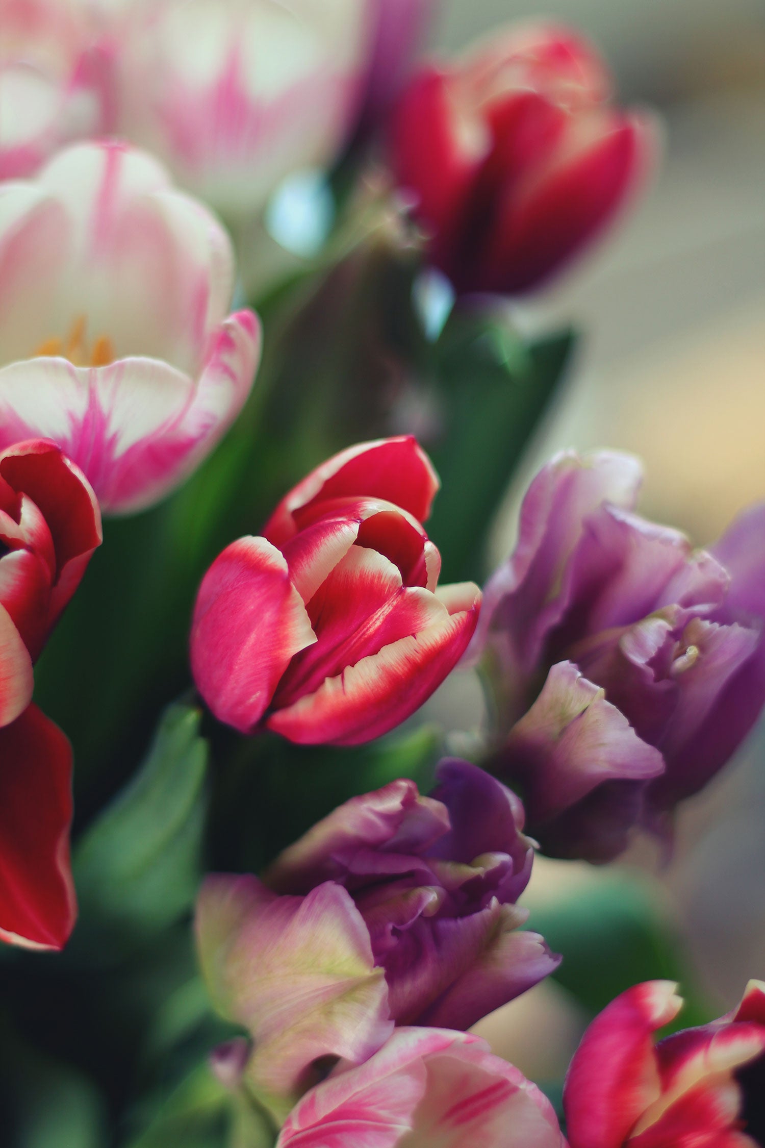 Wunderbarer Tulpenstrauß, Glasbild