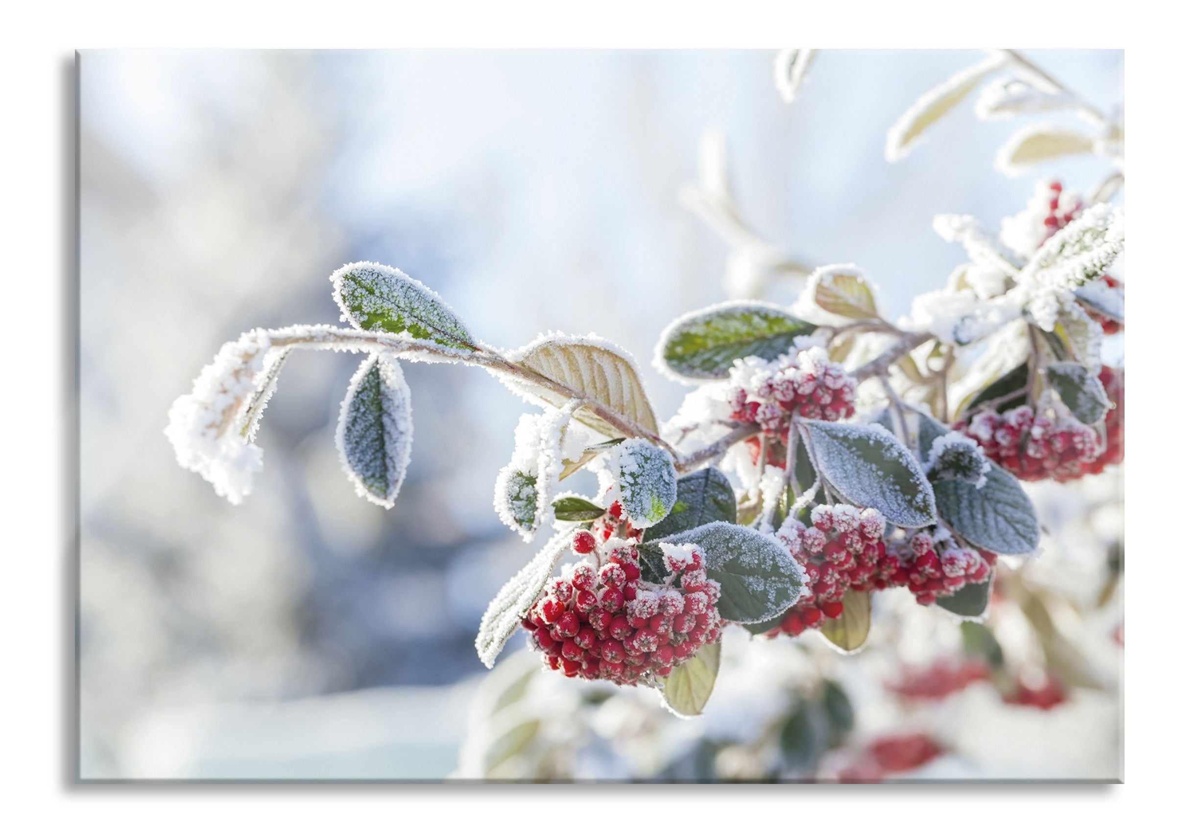 Vogelbeeren im Winter, Glasbild