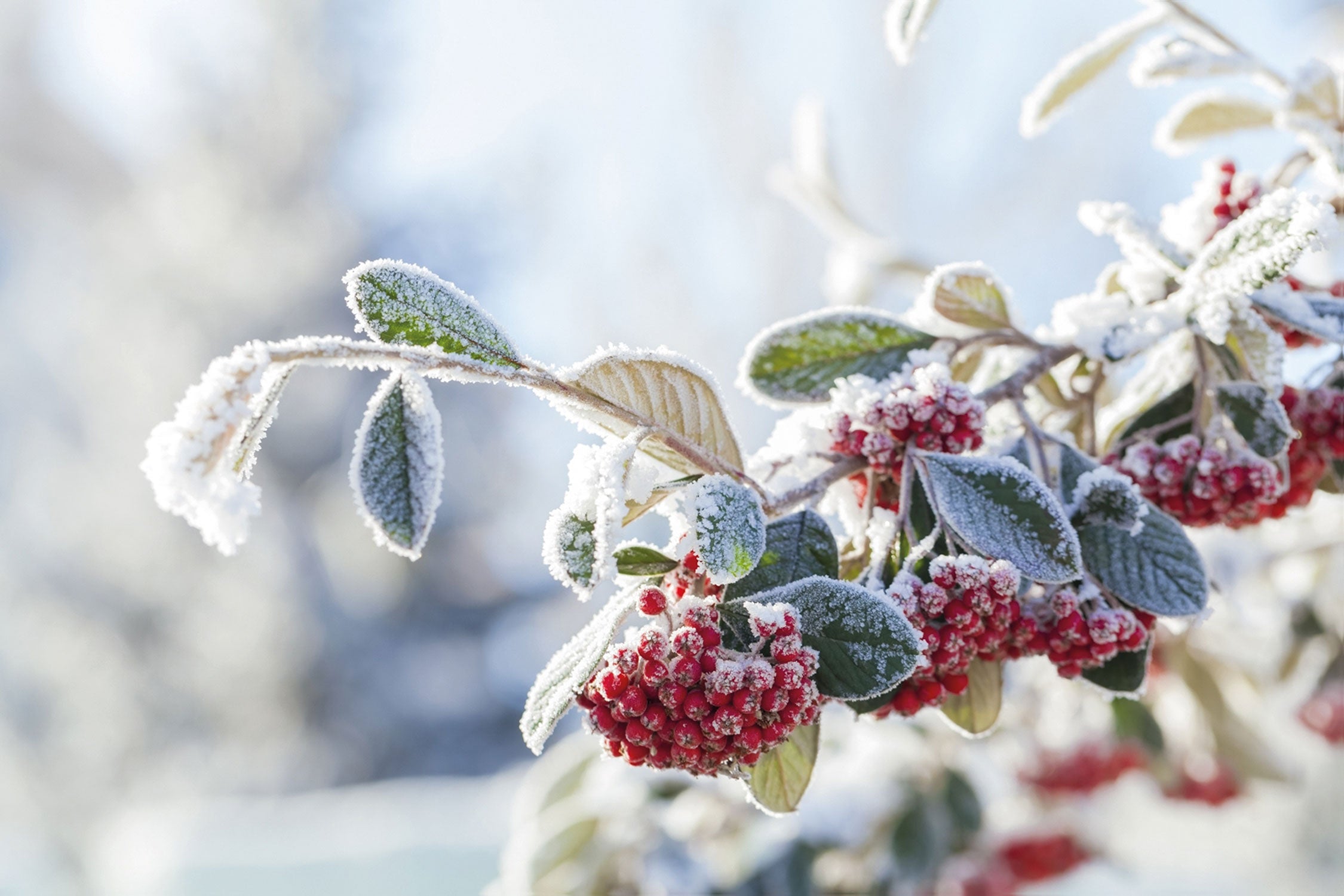 Vogelbeeren im Winter, Glasbild