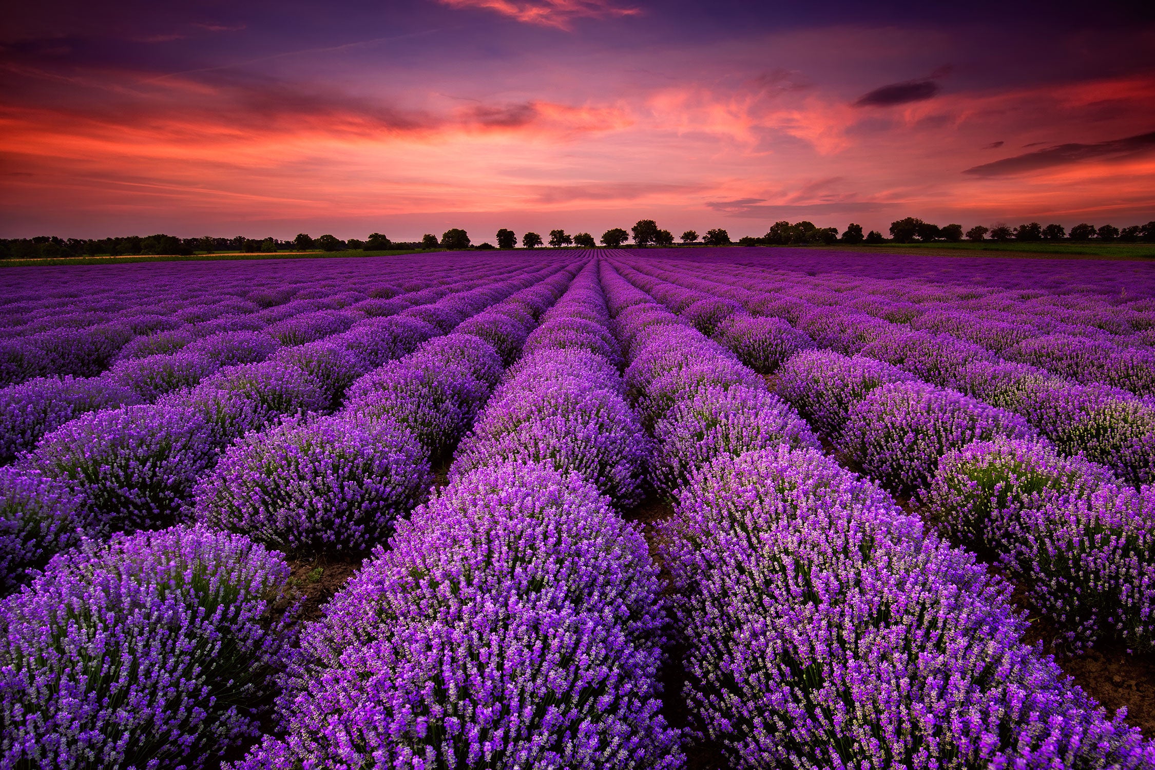 Wunderschöne Lavendel Provence, Glasbild