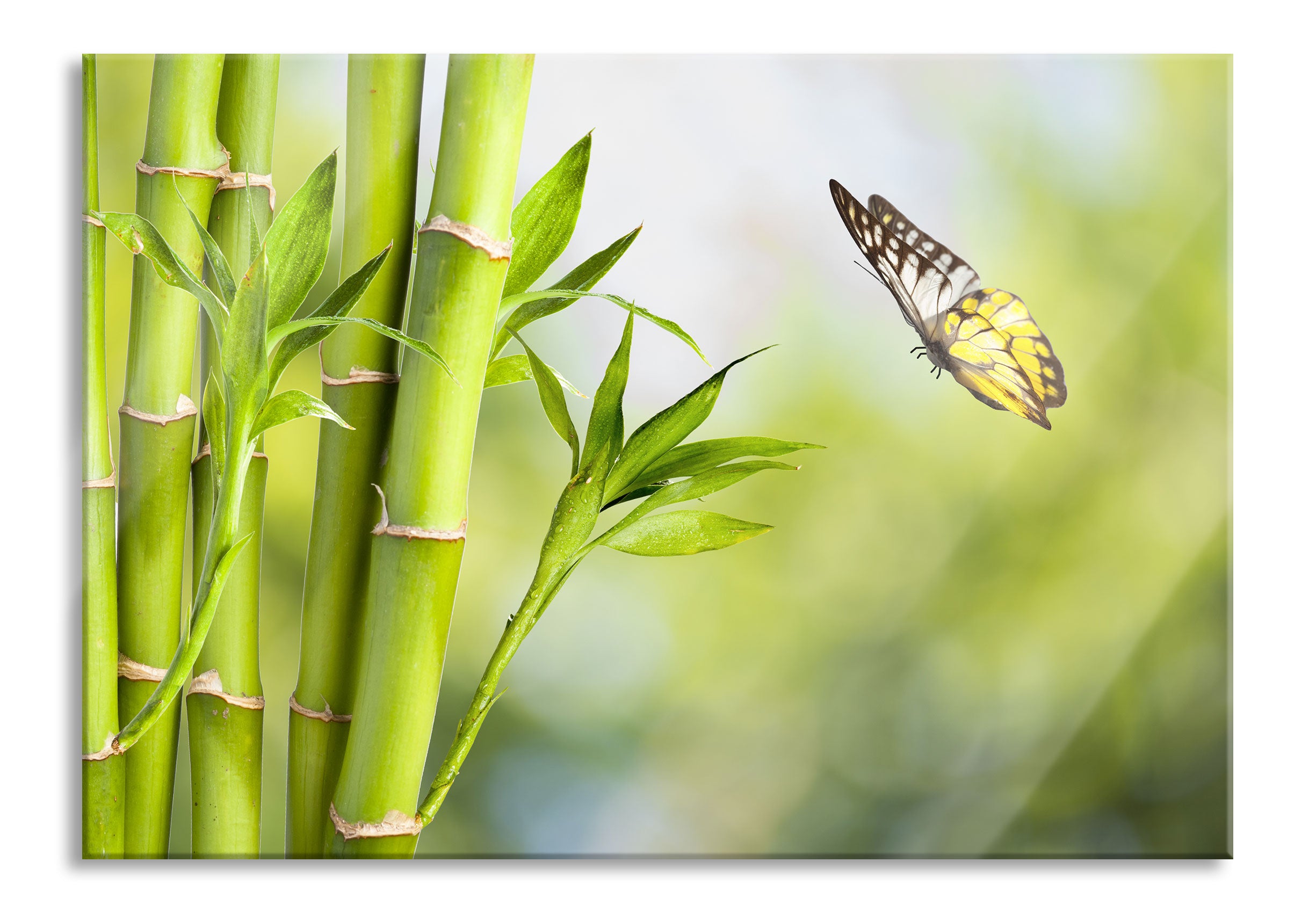 Bambus mit Schmetterling, Glasbild