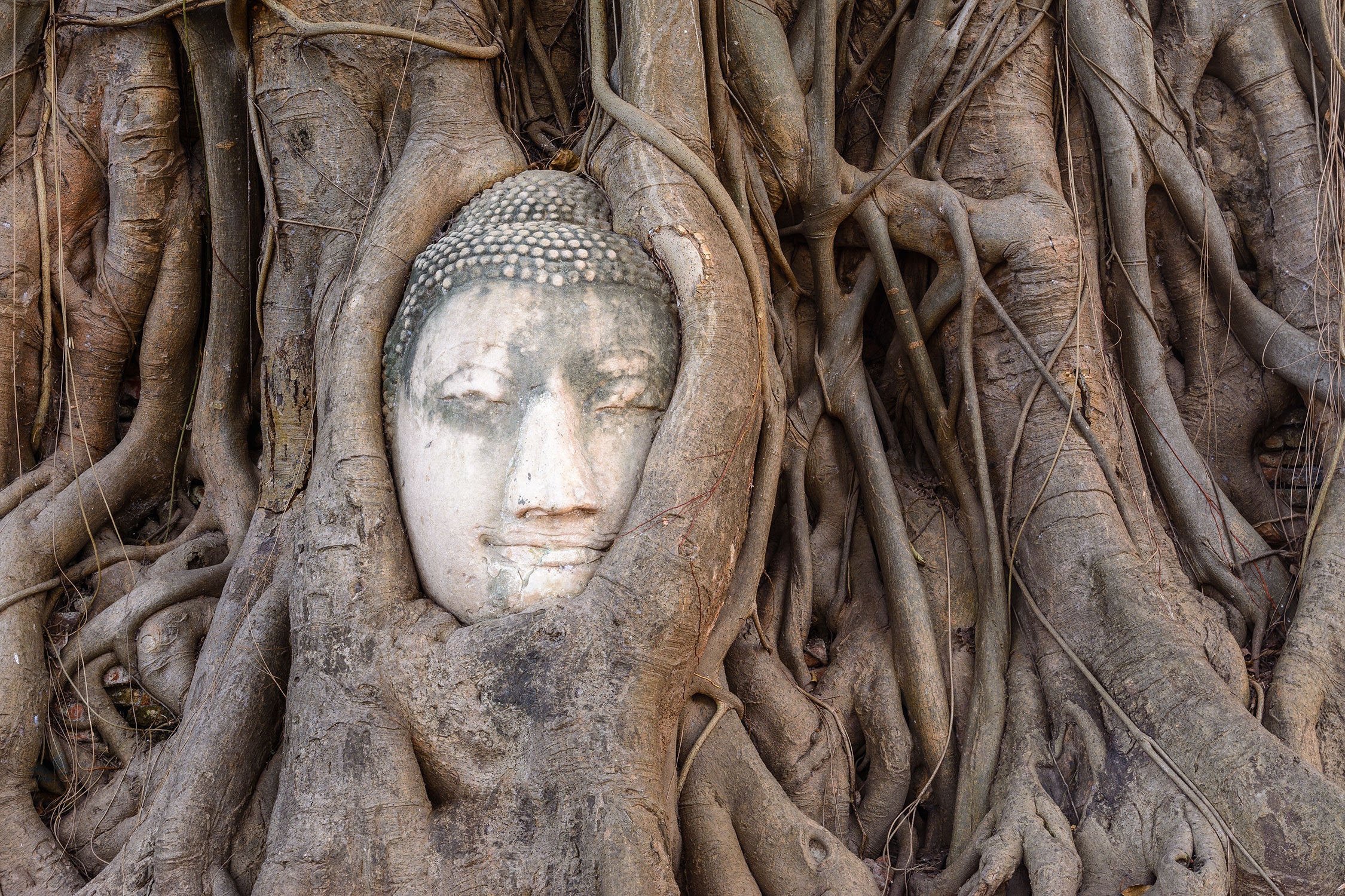 Buddha Kopf im Baum, Glasbild