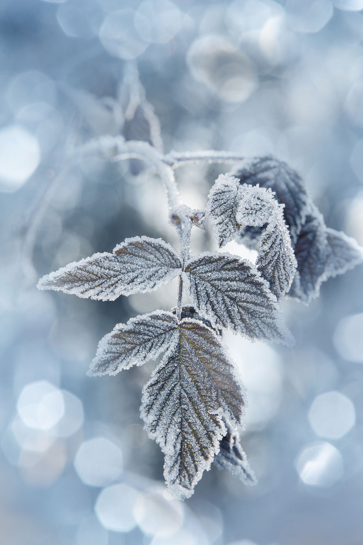 Blätter im Winter Morgenfrost, Glasbild