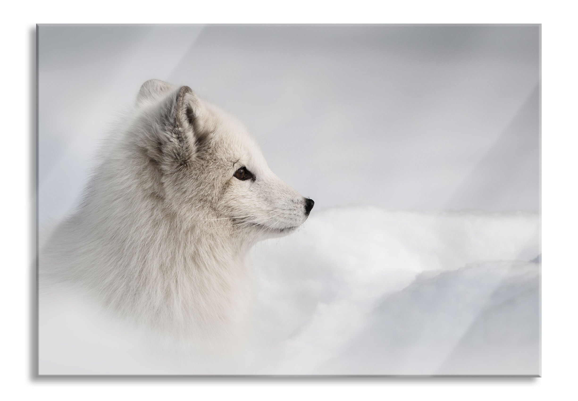 Anmutiger Polarfuchs im Schnee, Glasbild