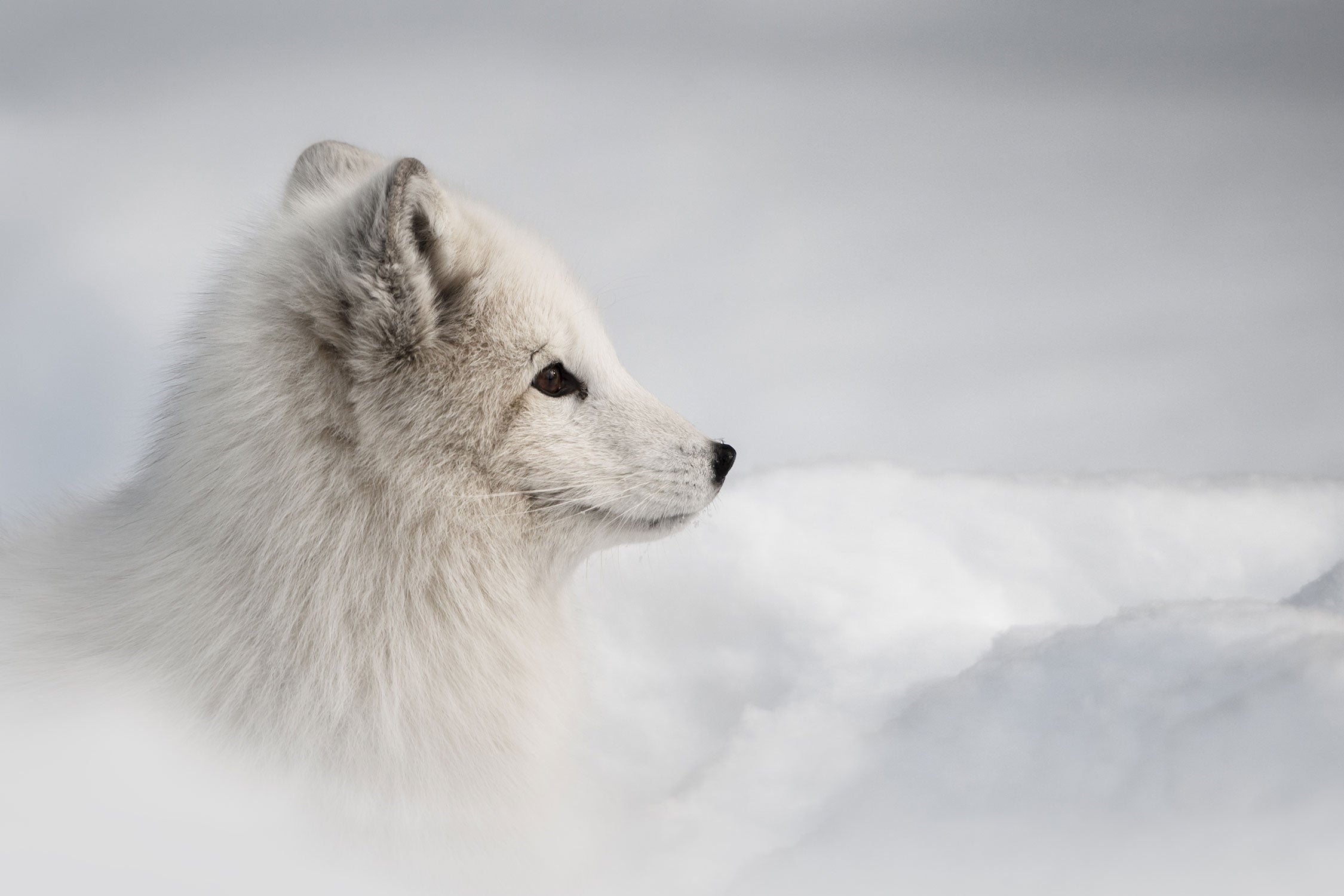 Anmutiger Polarfuchs im Schnee, Glasbild