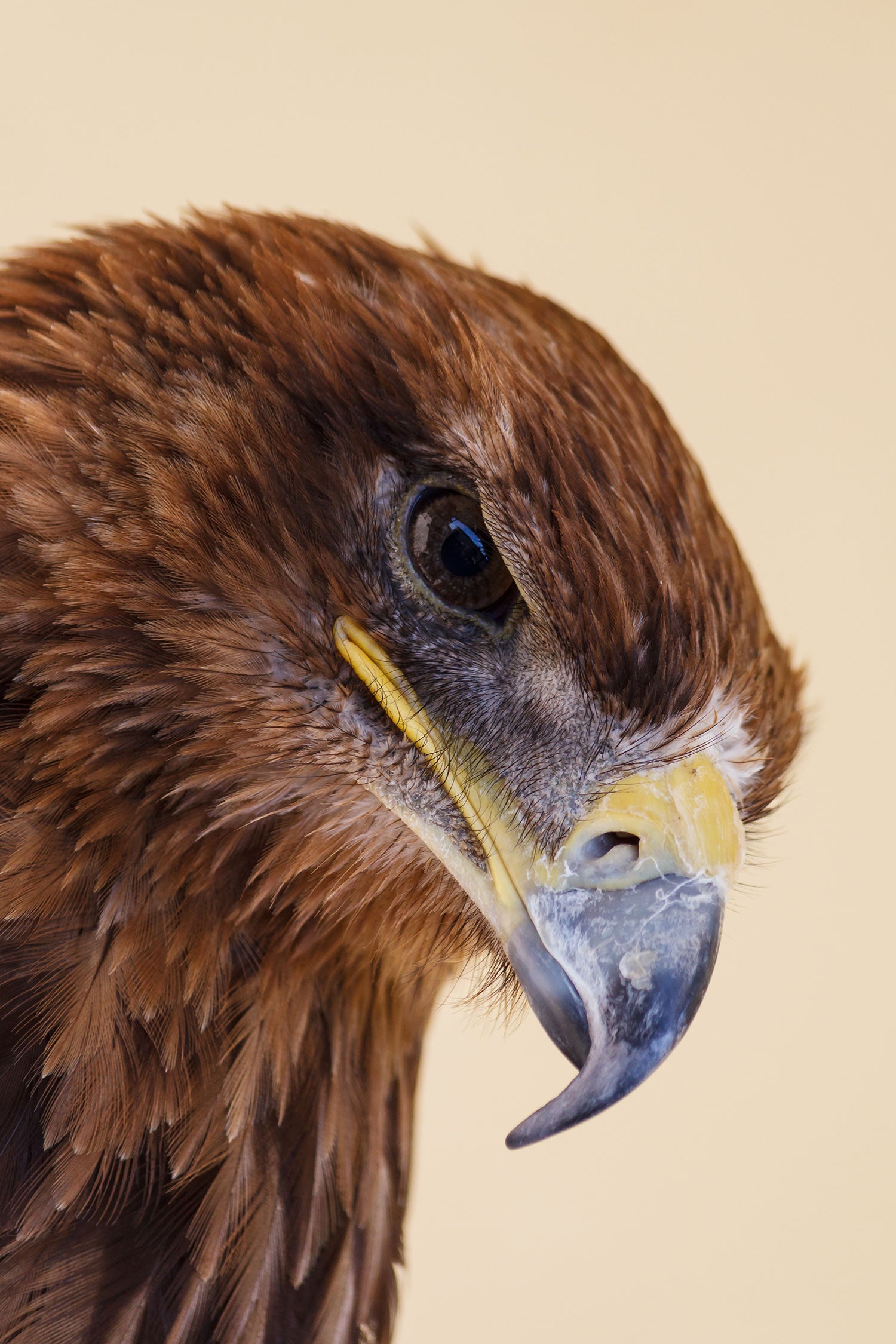 Adler Porträt, Glasbild