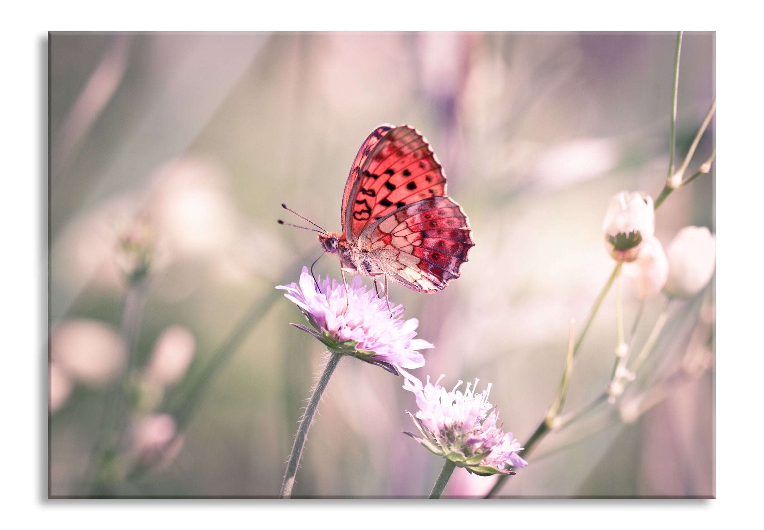 Bezaubernder Schmetterling, Glasbild