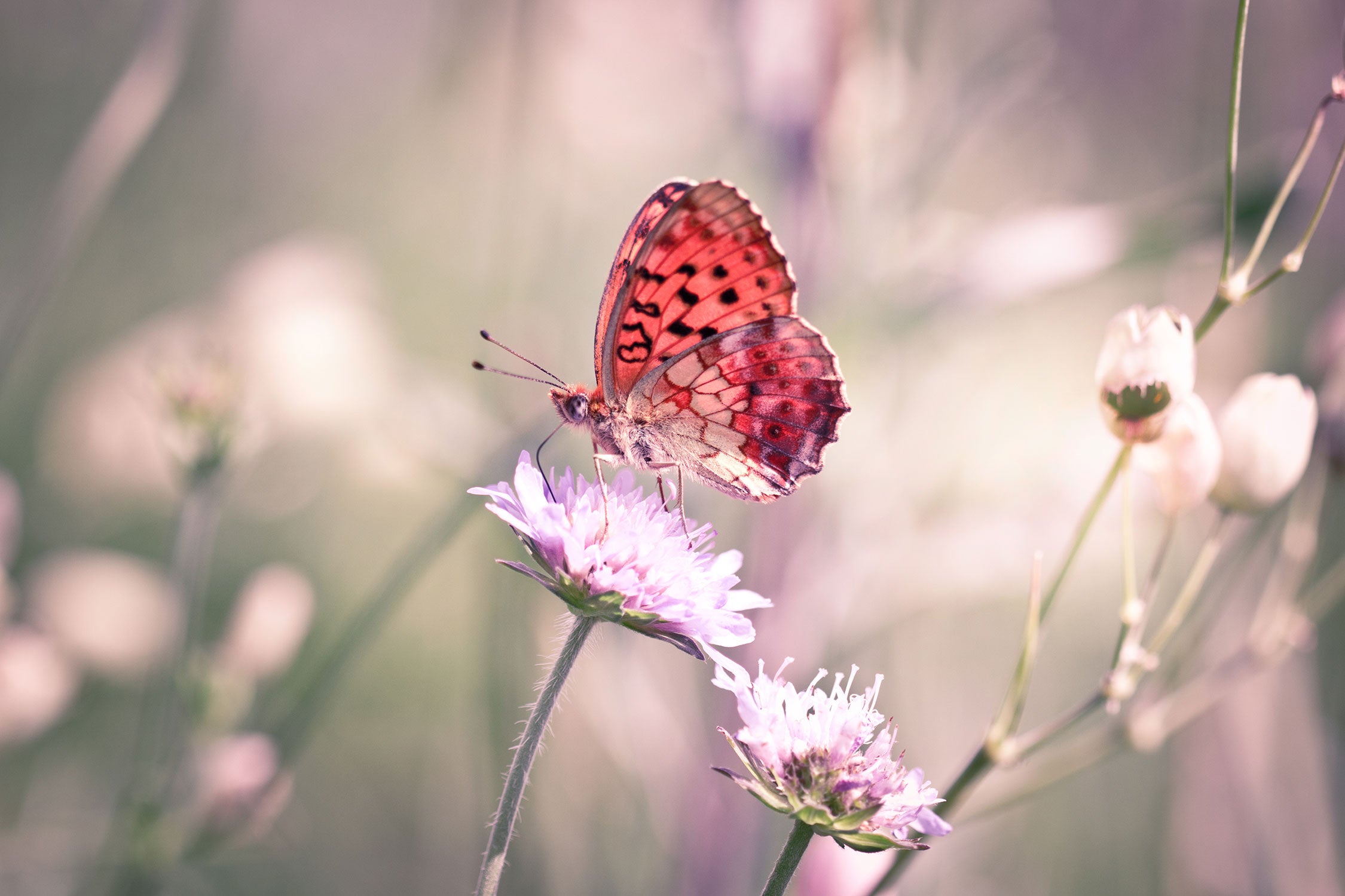 Bezaubernder Schmetterling, Glasbild