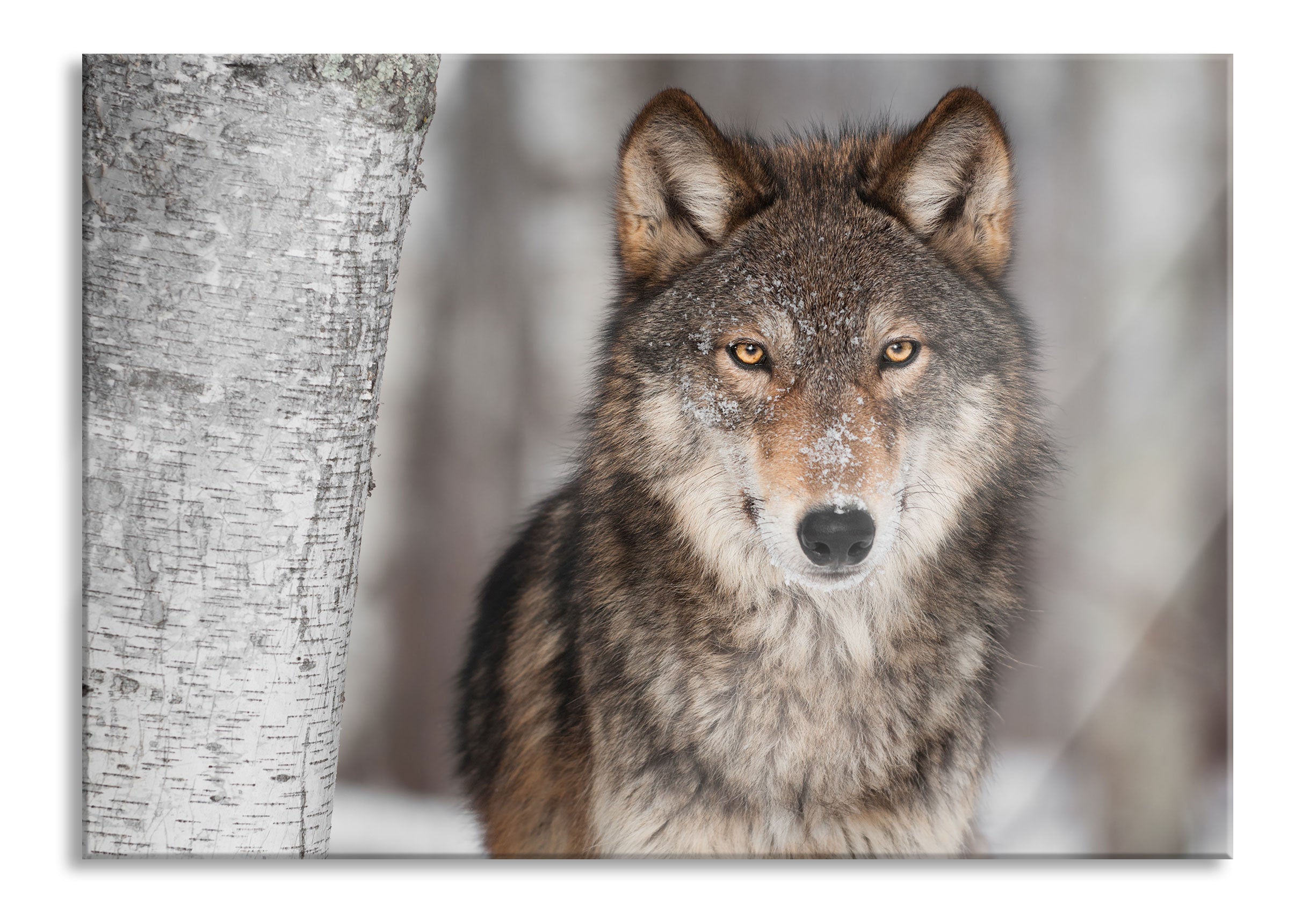 Wachsamer Wolf, Glasbild