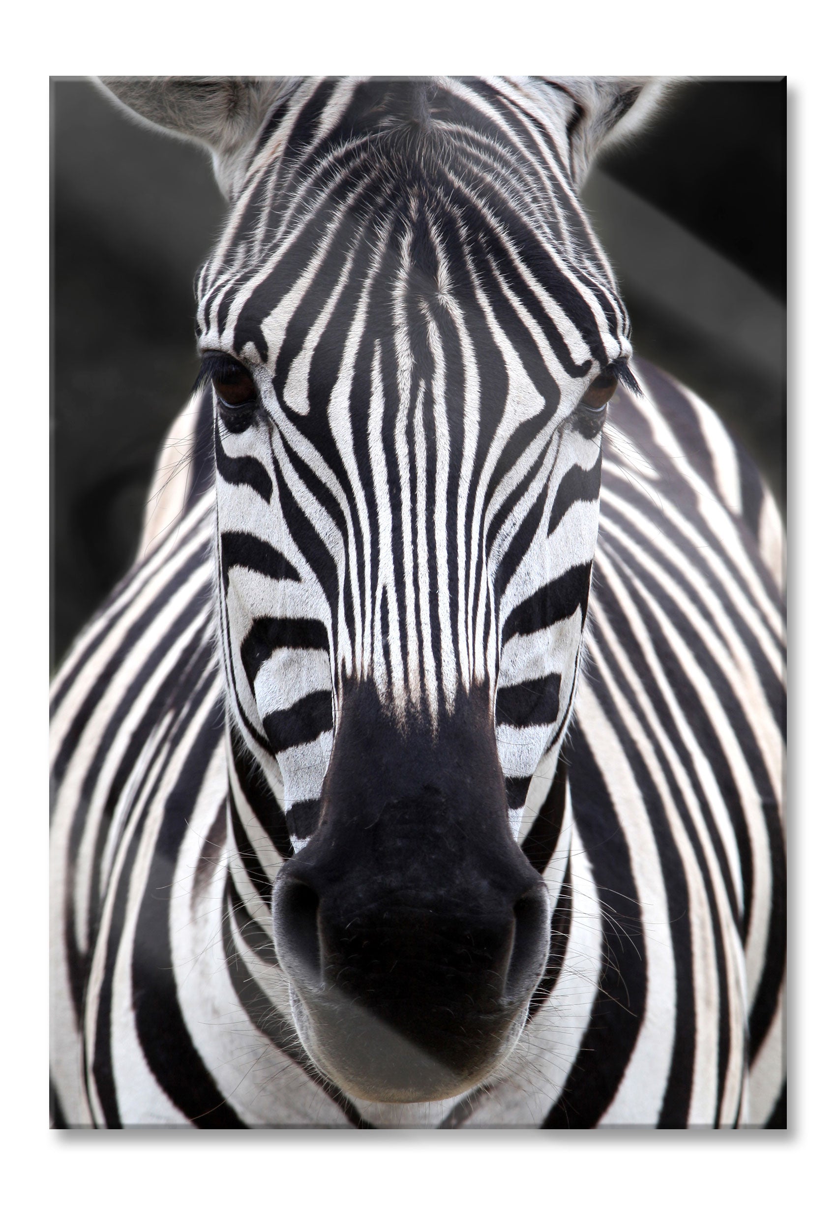 Zebra Porträt, Glasbild