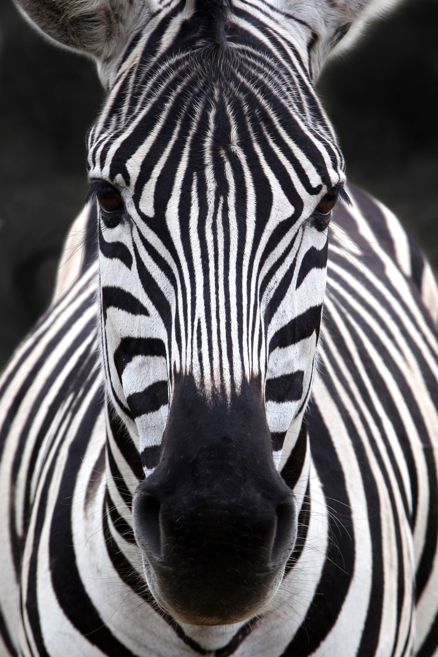 Zebra Porträt, Glasbild