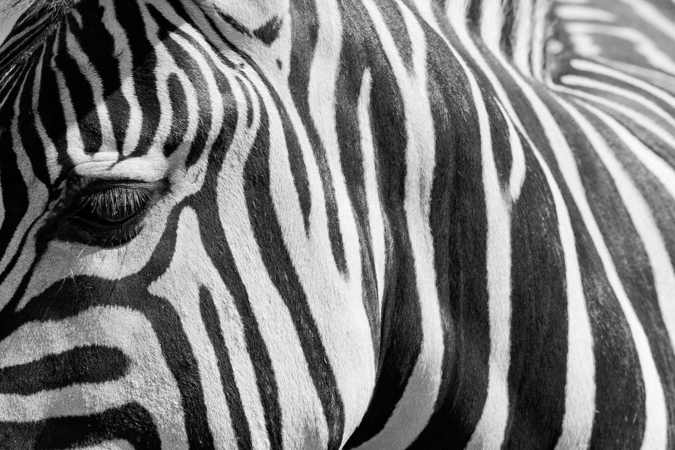 Zebra Porträt, Glasbild