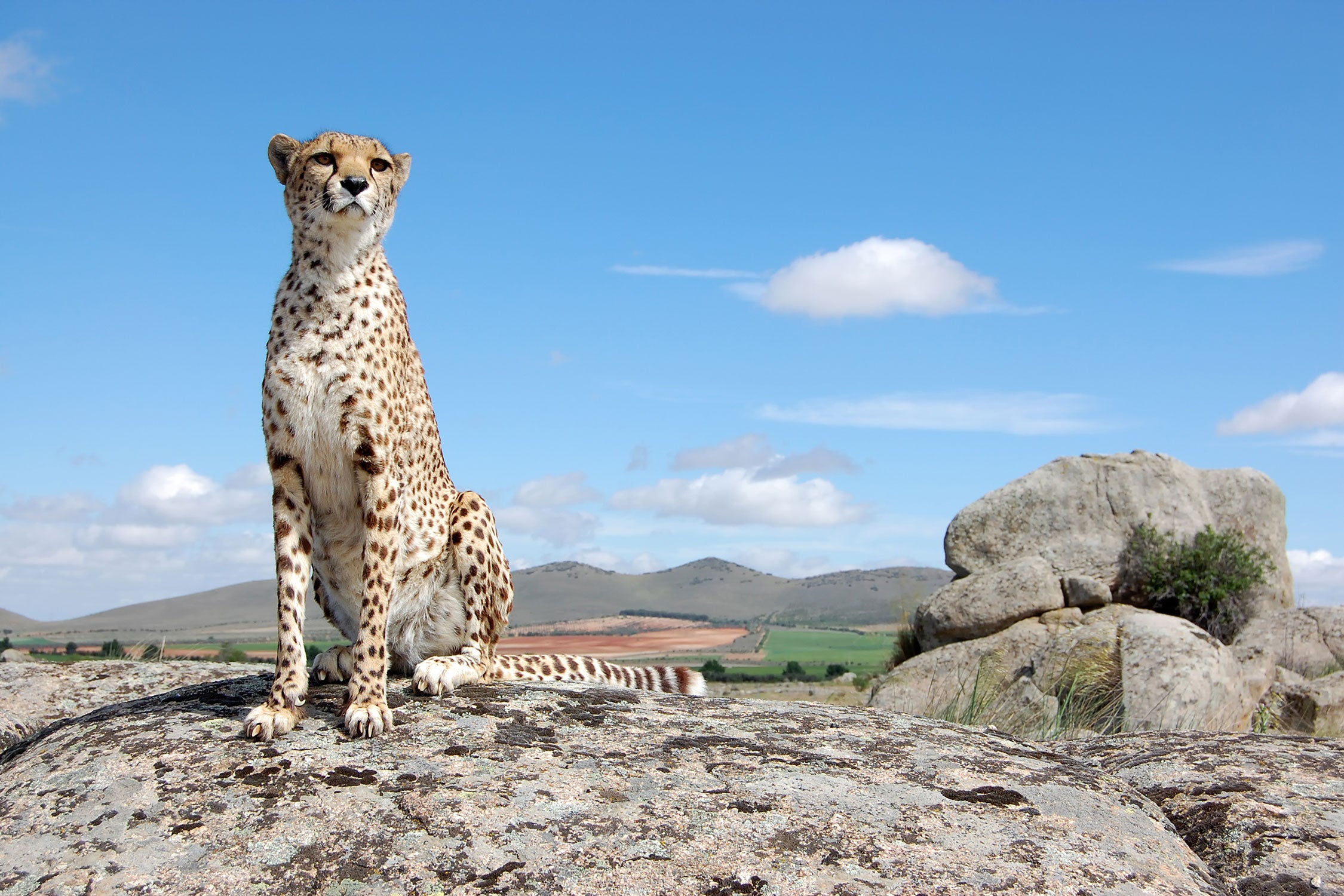 Wachsamer Gepard, Glasbild