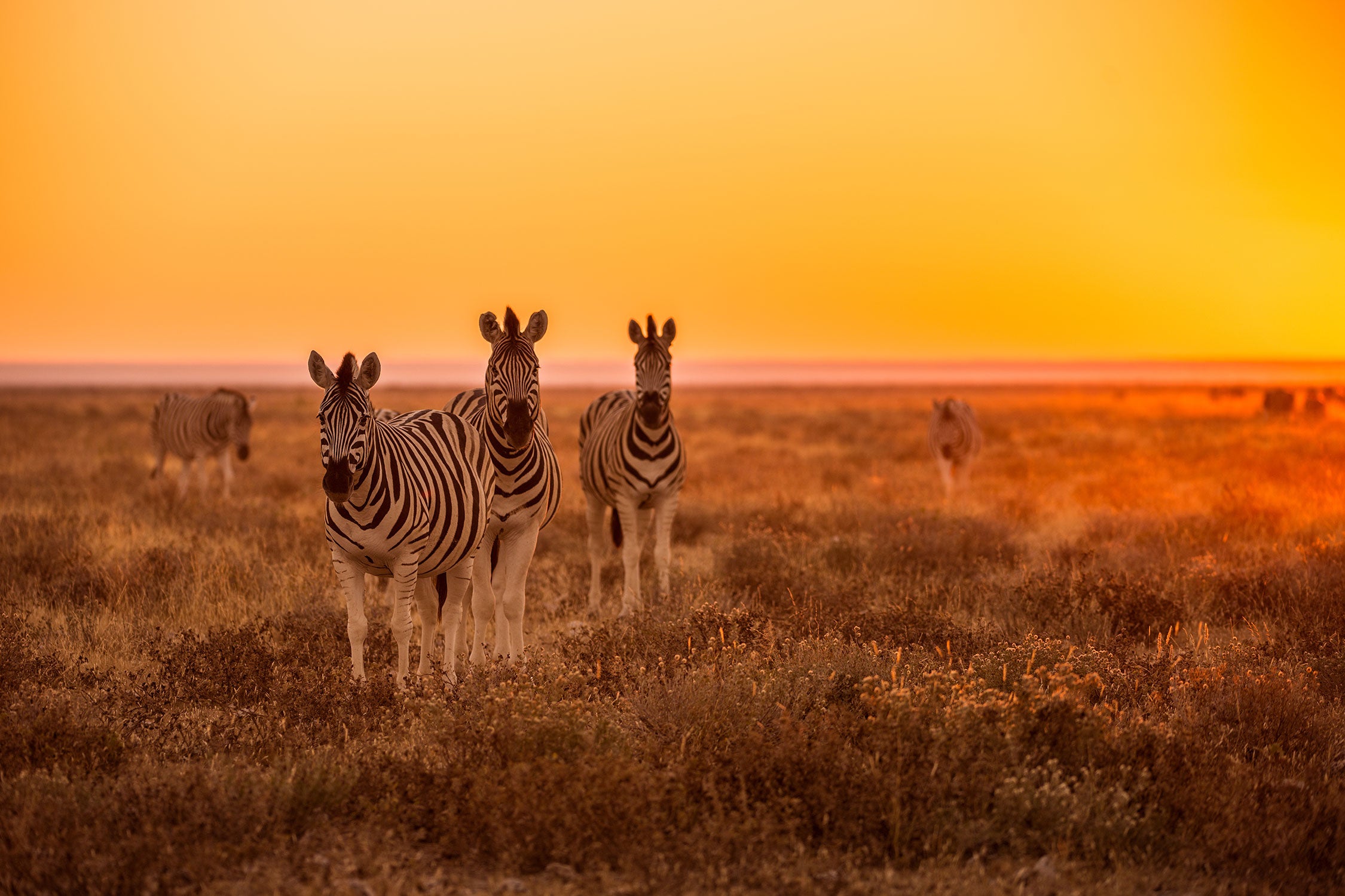 Zebra in der Savanne, Glasbild