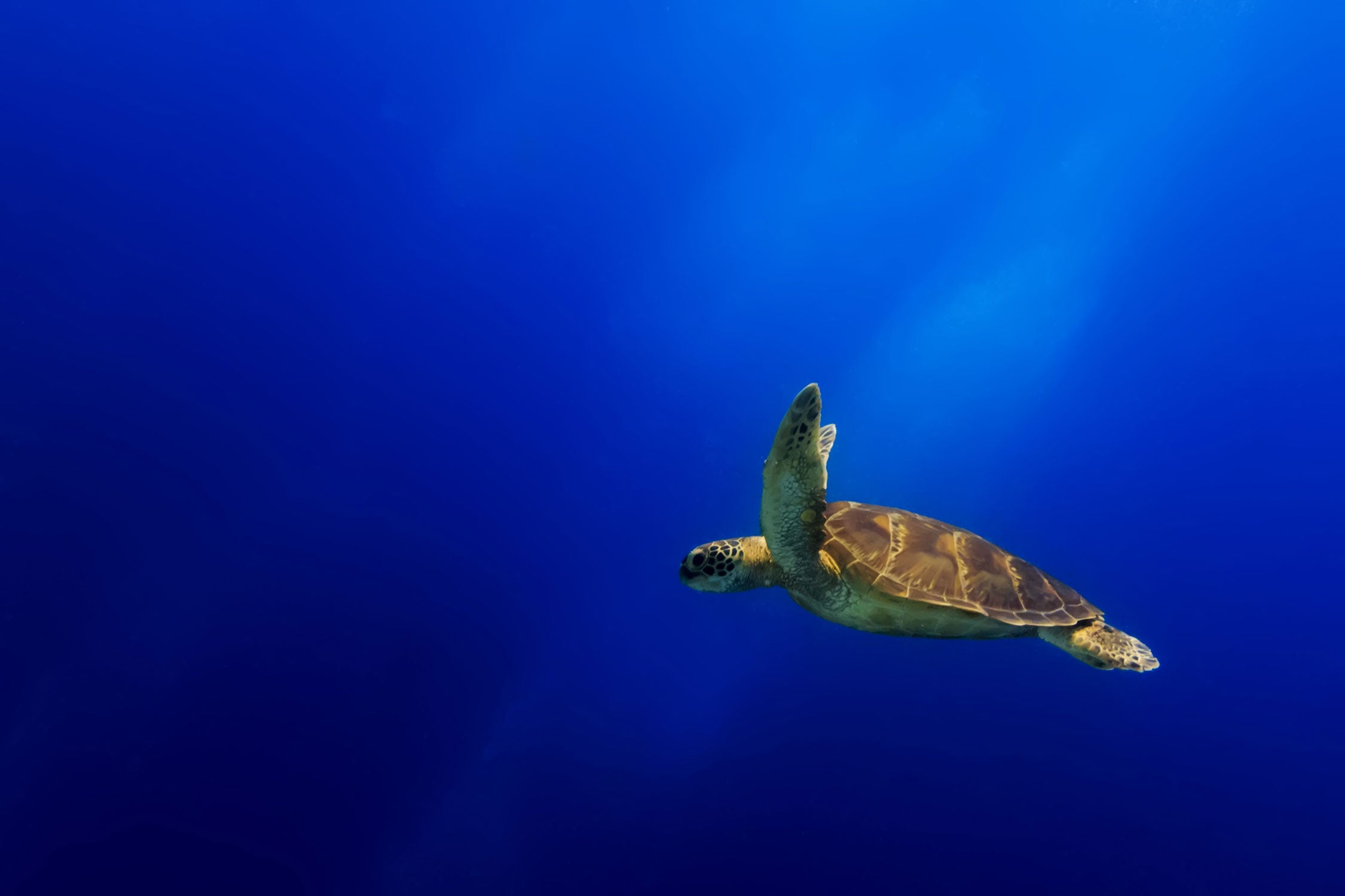 Alte Schildkröte im Meer, Glasbild