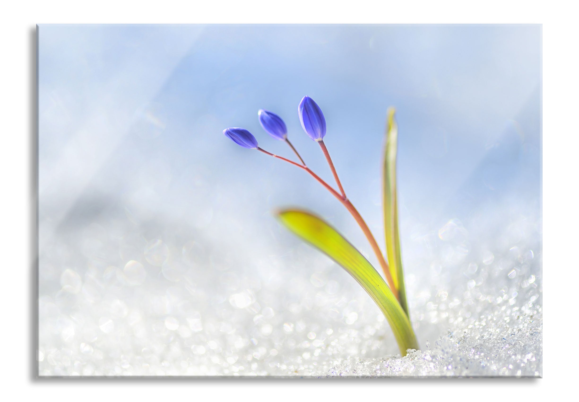 Blaue Knospen im Schnee, Glasbild