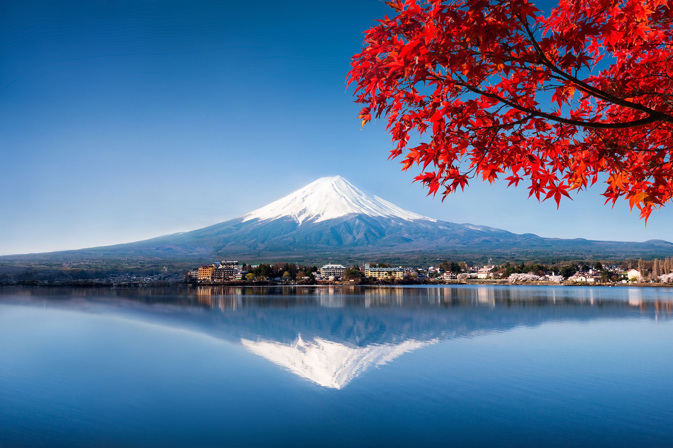 Berg Fujiyama mit herbstlich rotem Baum, Glasbild