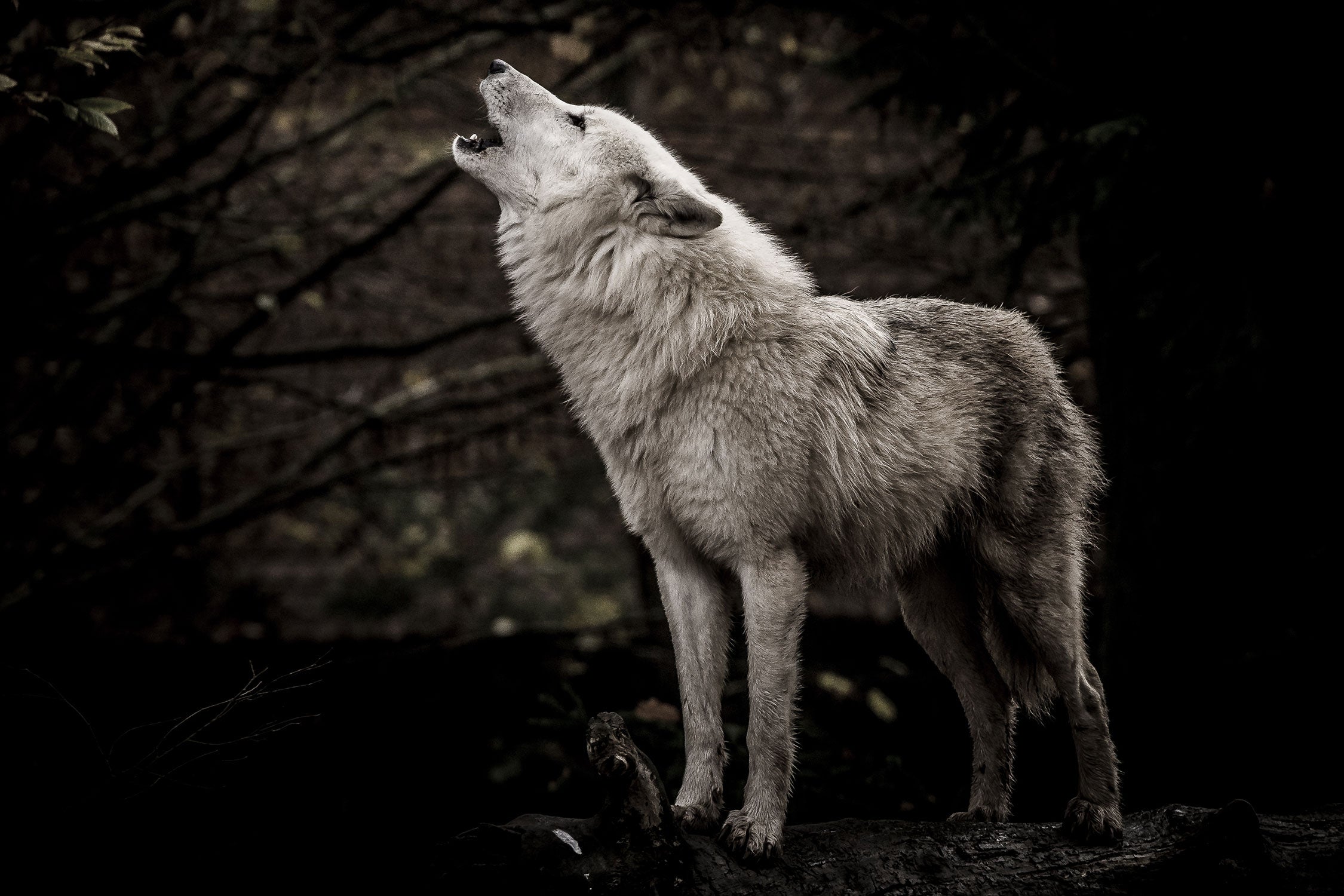 Weißer heulender Wolf im Wald, Glasbild