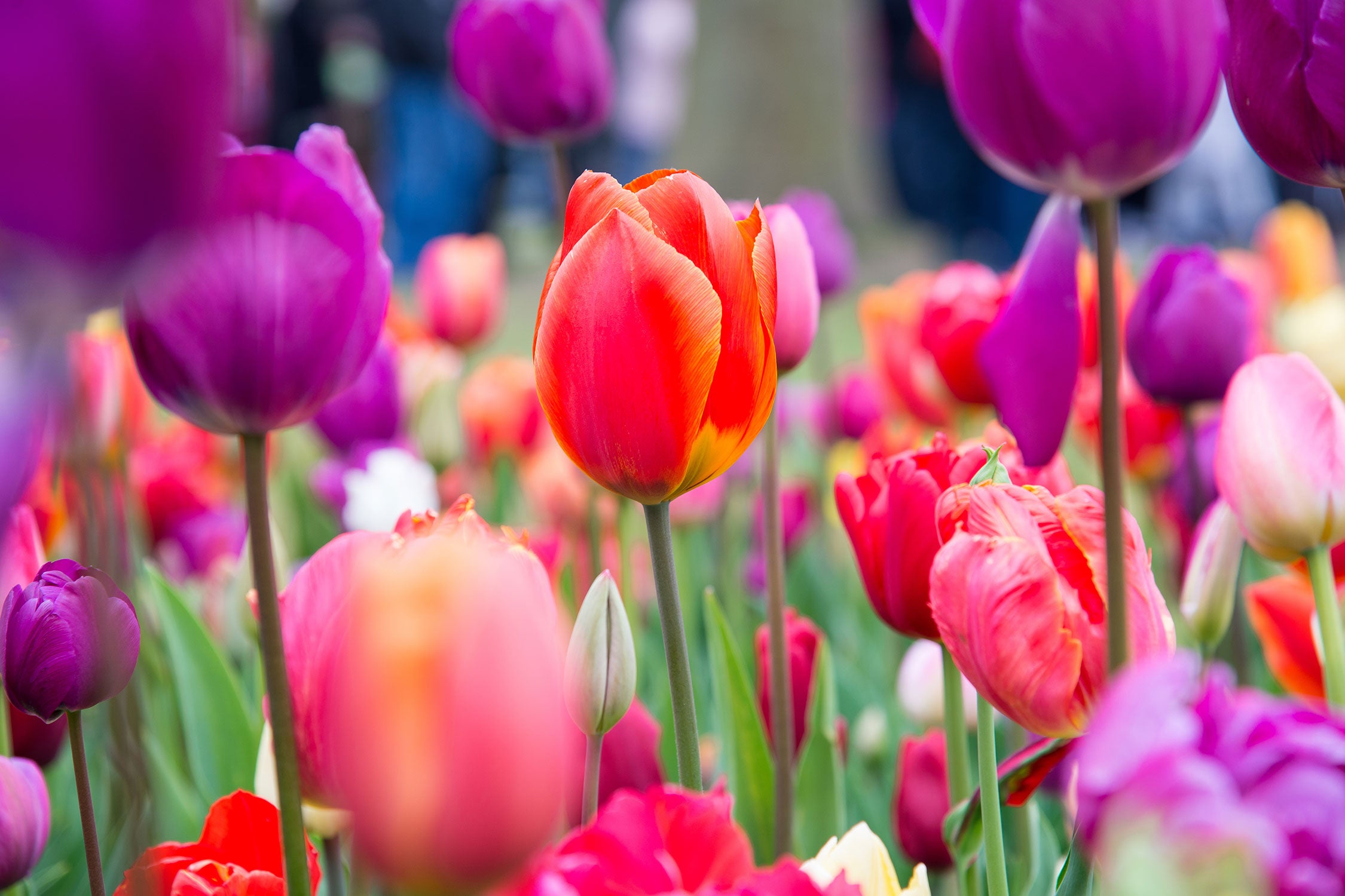 Bunte holländische Tulpen Nahaufnahme, Glasbild