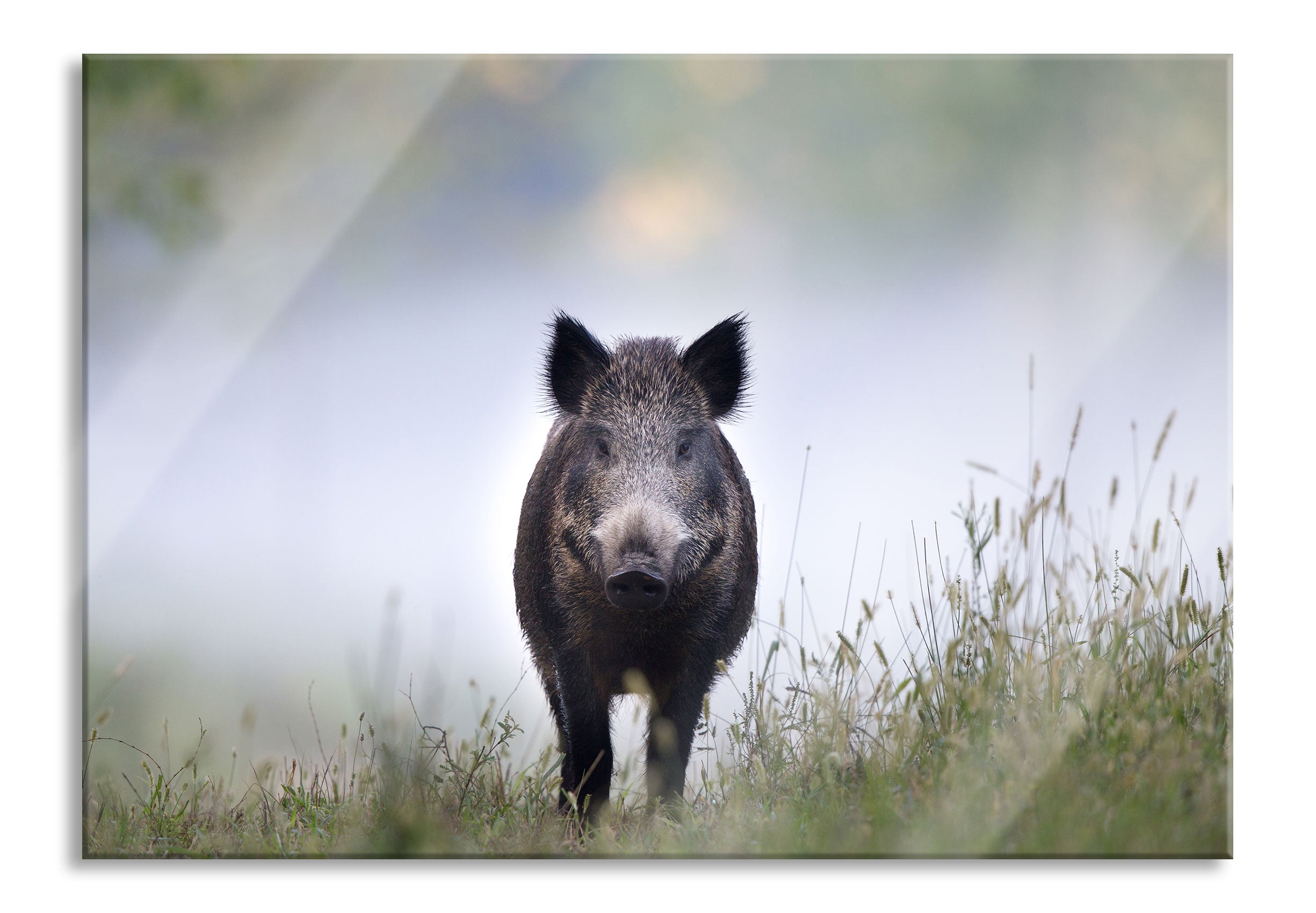 Wildschweinauf einer Wiese im Nebel, Glasbild