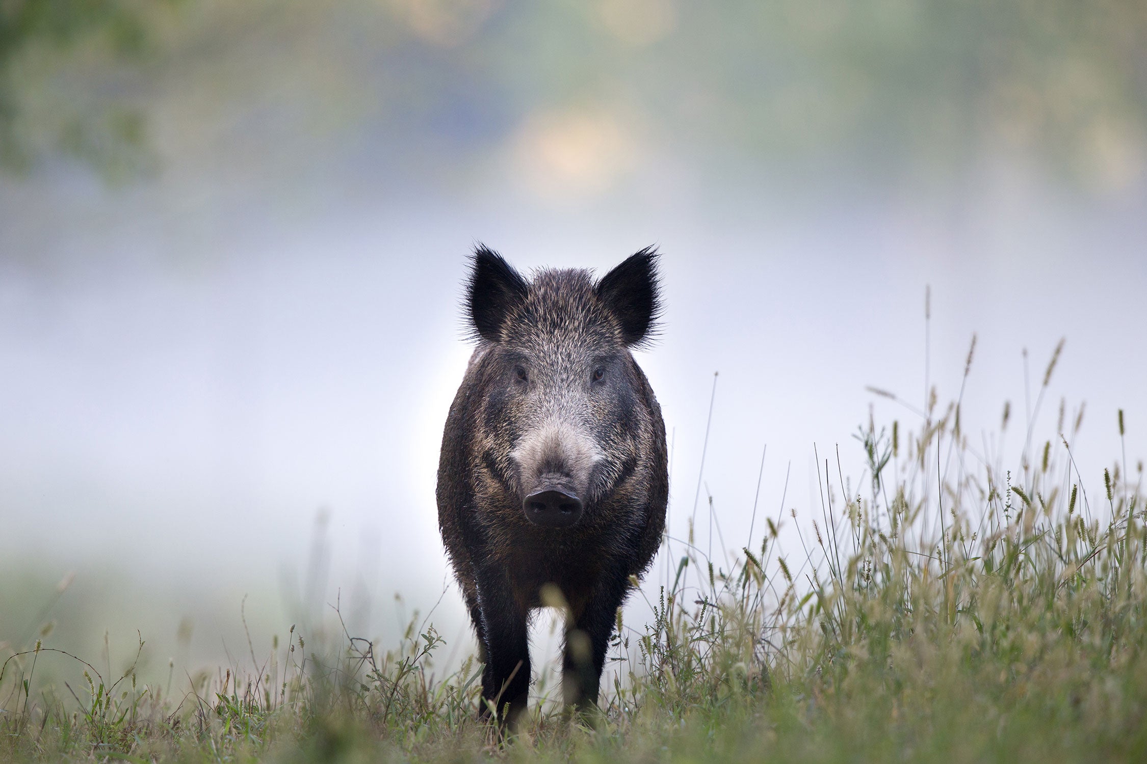 Wildschweinauf einer Wiese im Nebel, Glasbild