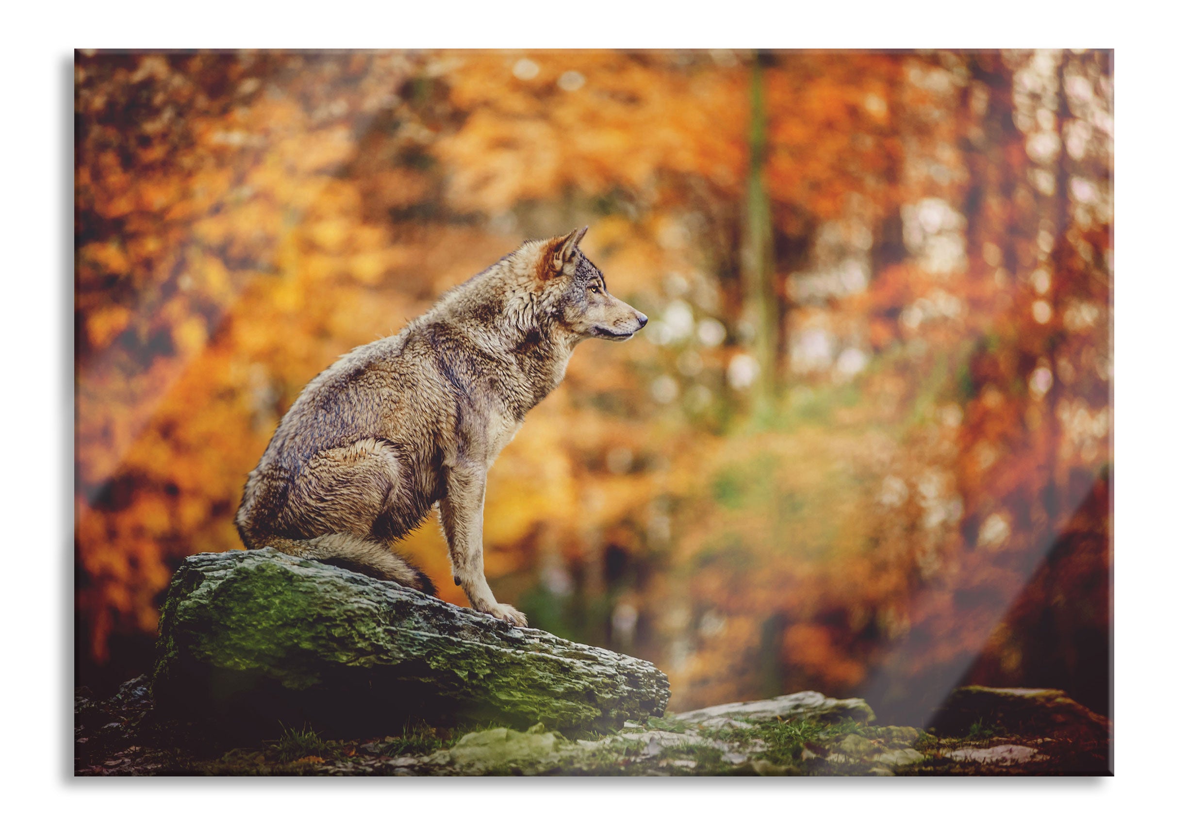 Wolf sitzt auf einem Stein im Herbstwald, Glasbild