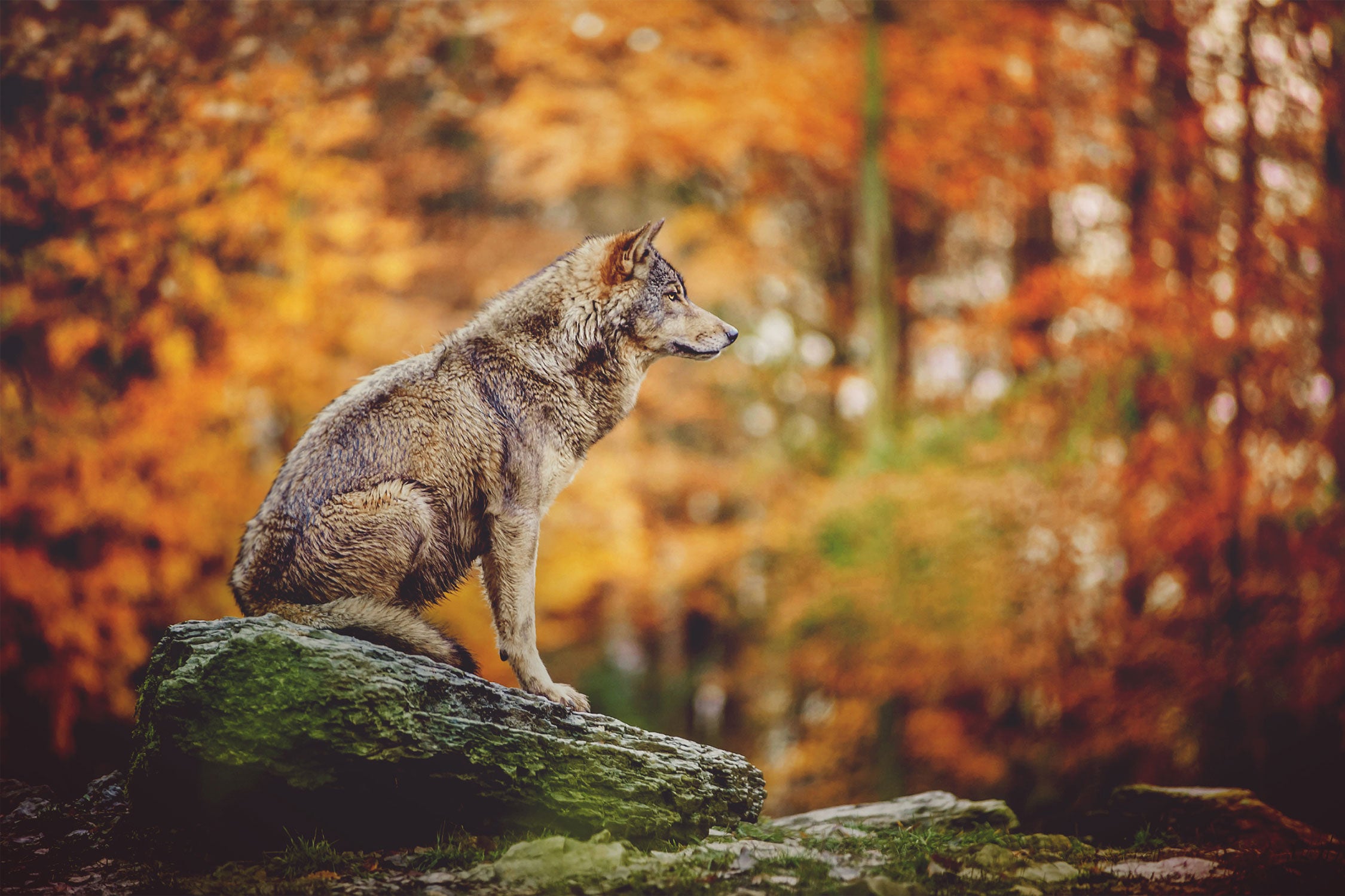 Wolf sitzt auf einem Stein im Herbstwald, Glasbild