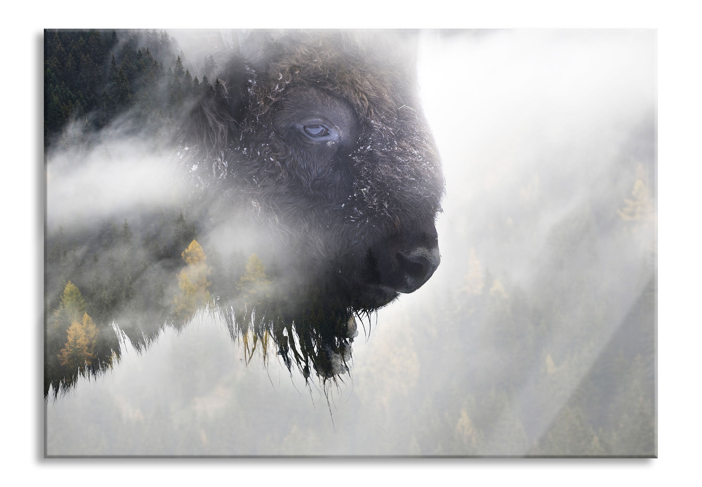 Wildes Bison in nebeligem Wald, Glasbild