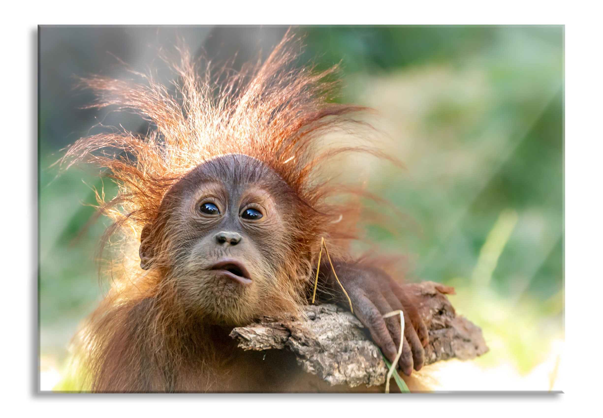 Lustiger Baby Orang-Utan mit Rinde, Glasbild