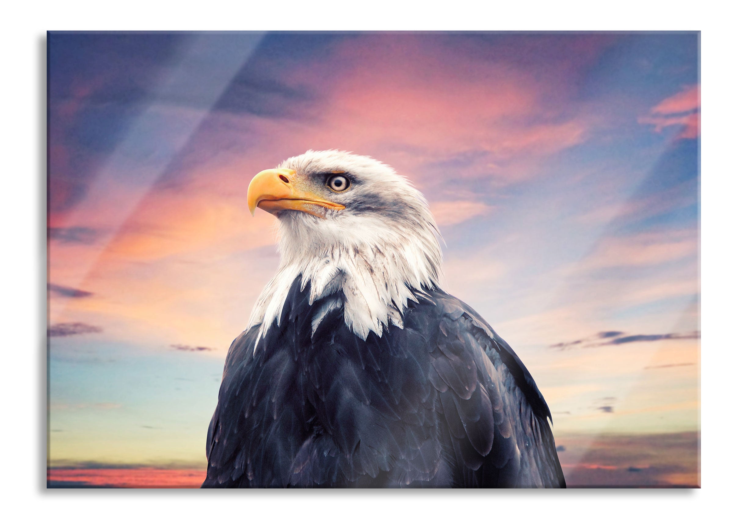 Weisskopfseeadler im Sonnenuntergang, Glasbild