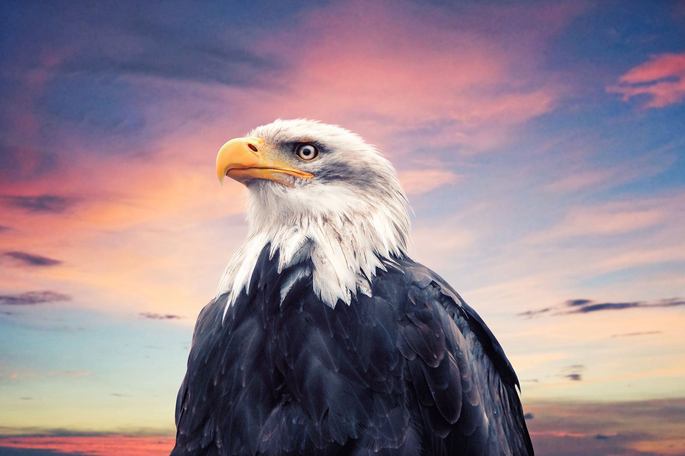 Weisskopfseeadler im Sonnenuntergang, Glasbild