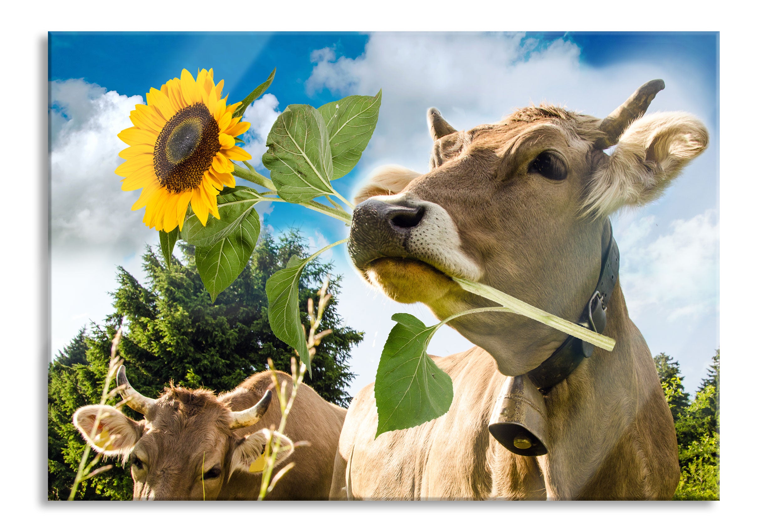 Nahaufnahme Kuh mit Sonnenblume im Maul, Glasbild