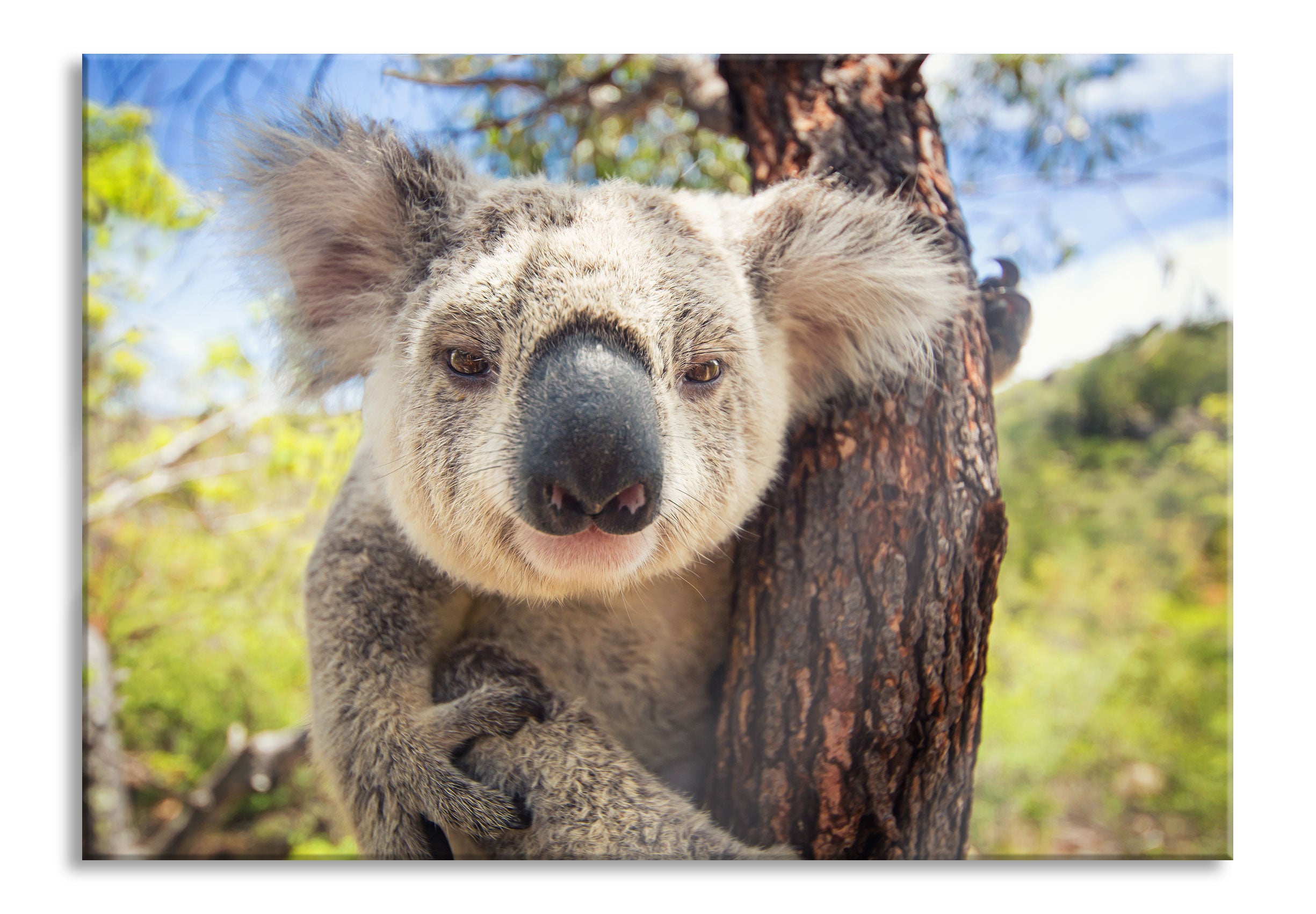 Neugieriger Koala am Baum Nahaufnahme, Glasbild