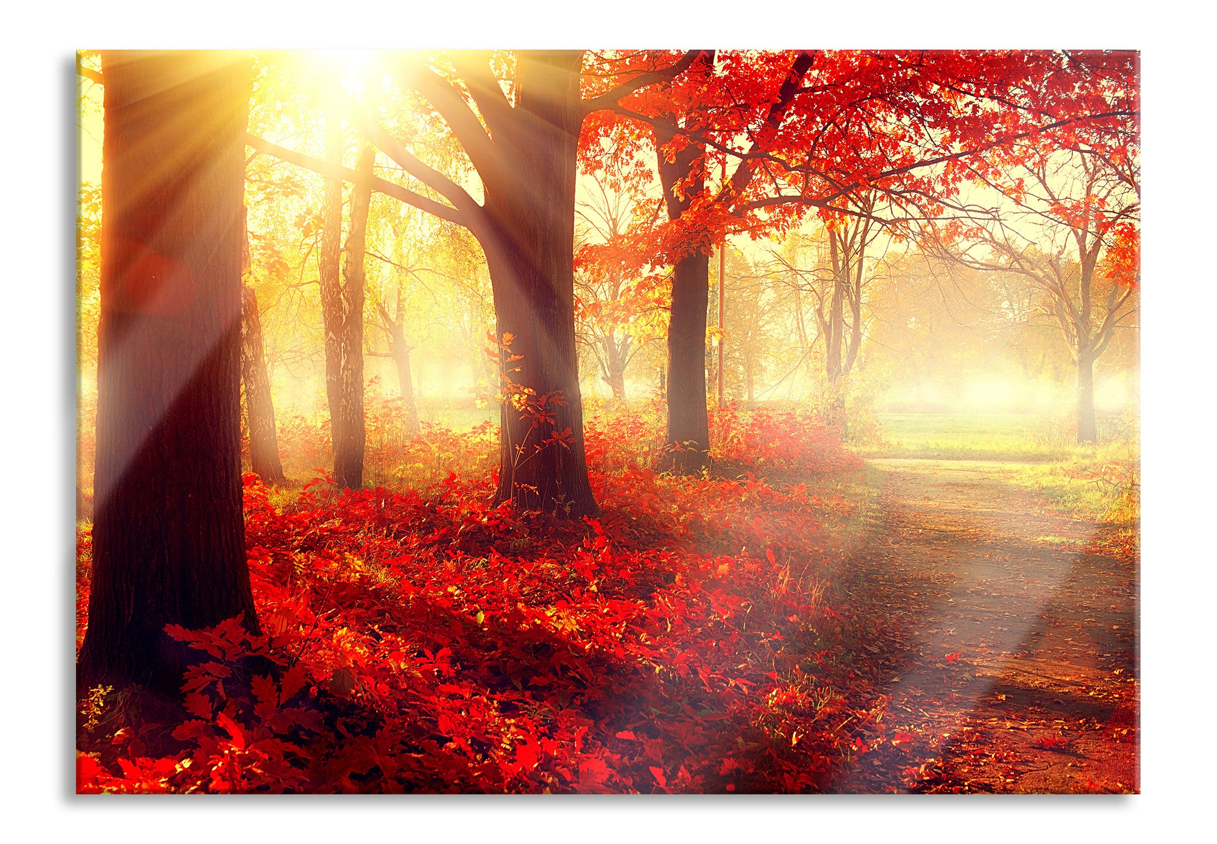 Sonnenstrahlen durch rote Herbstbäume, Glasbild